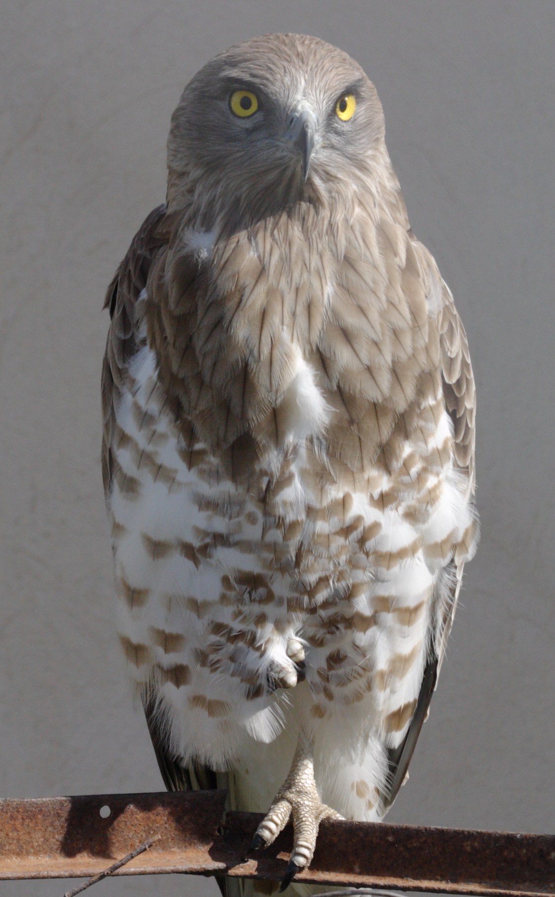 Afficher le média Circaetus_gallicus Circaetus_gallicus