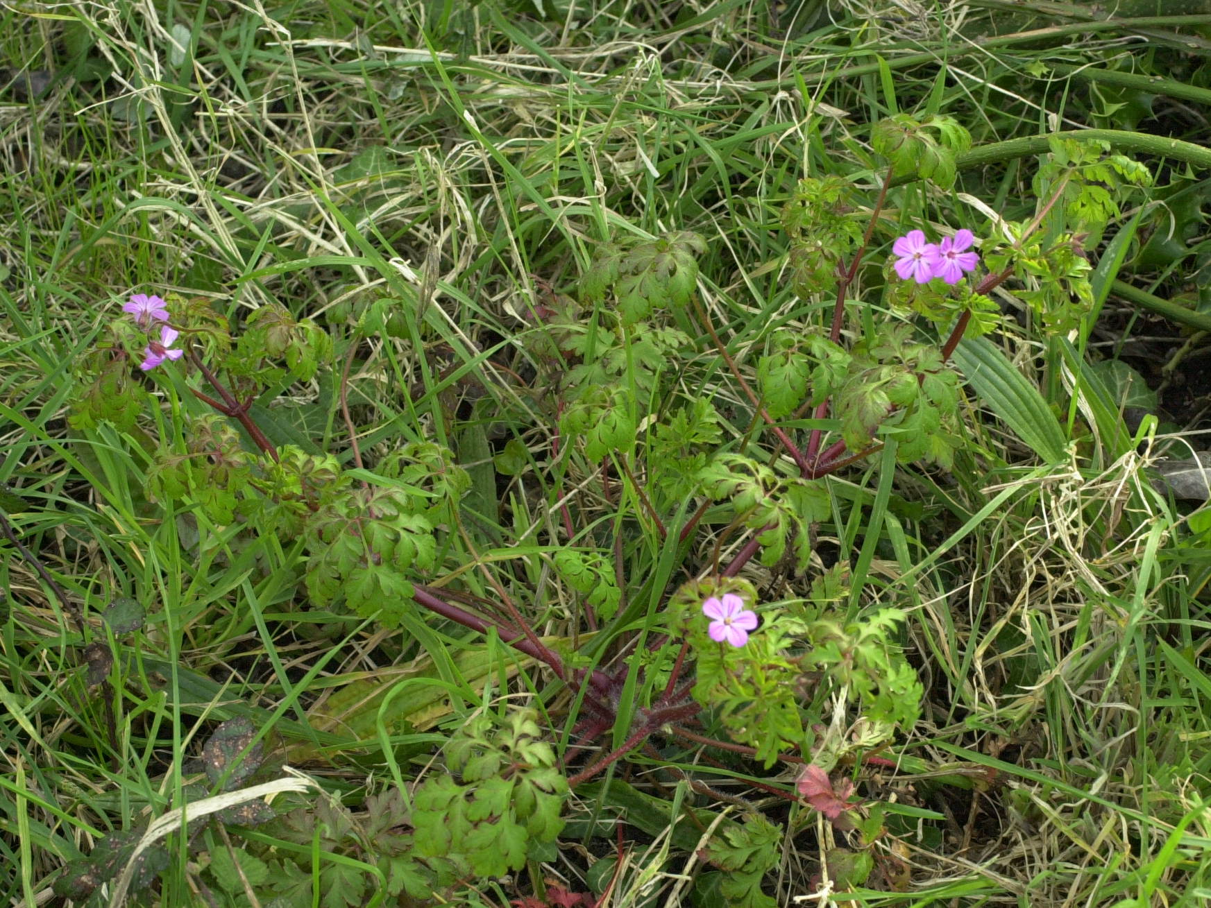 Geranium_robertianum