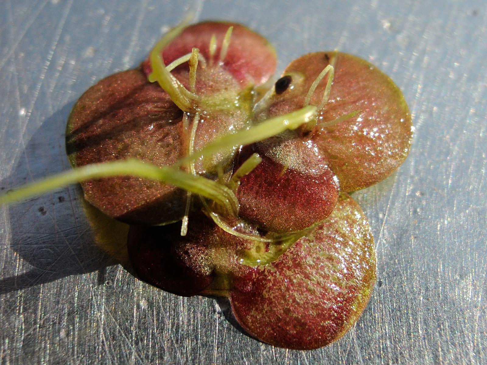 Afficher le média Spirodela_polyrhiza Spirodela_polyrhiza