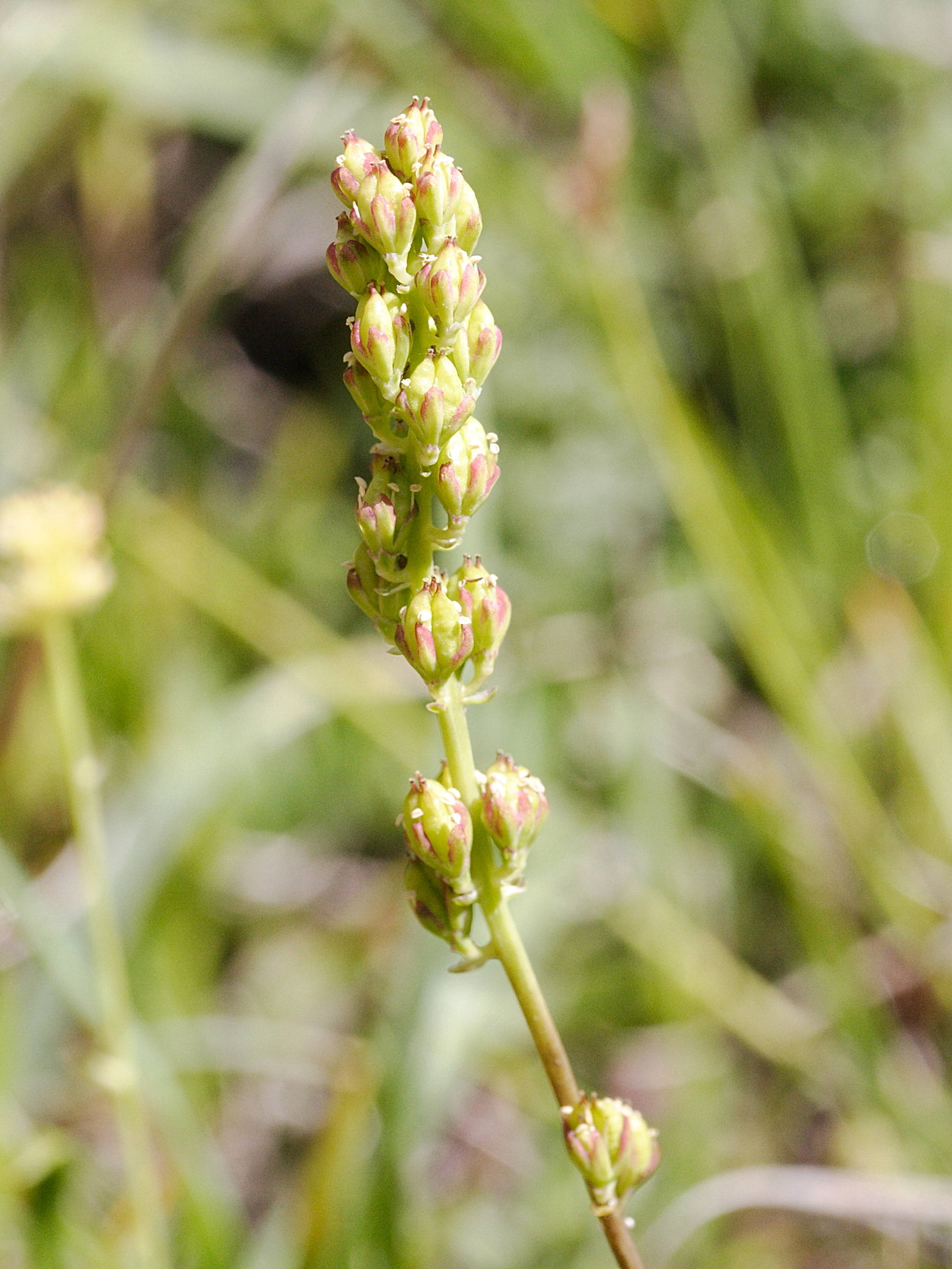 Afficher le média Tofieldia_calyculata Tofieldia_calyculata