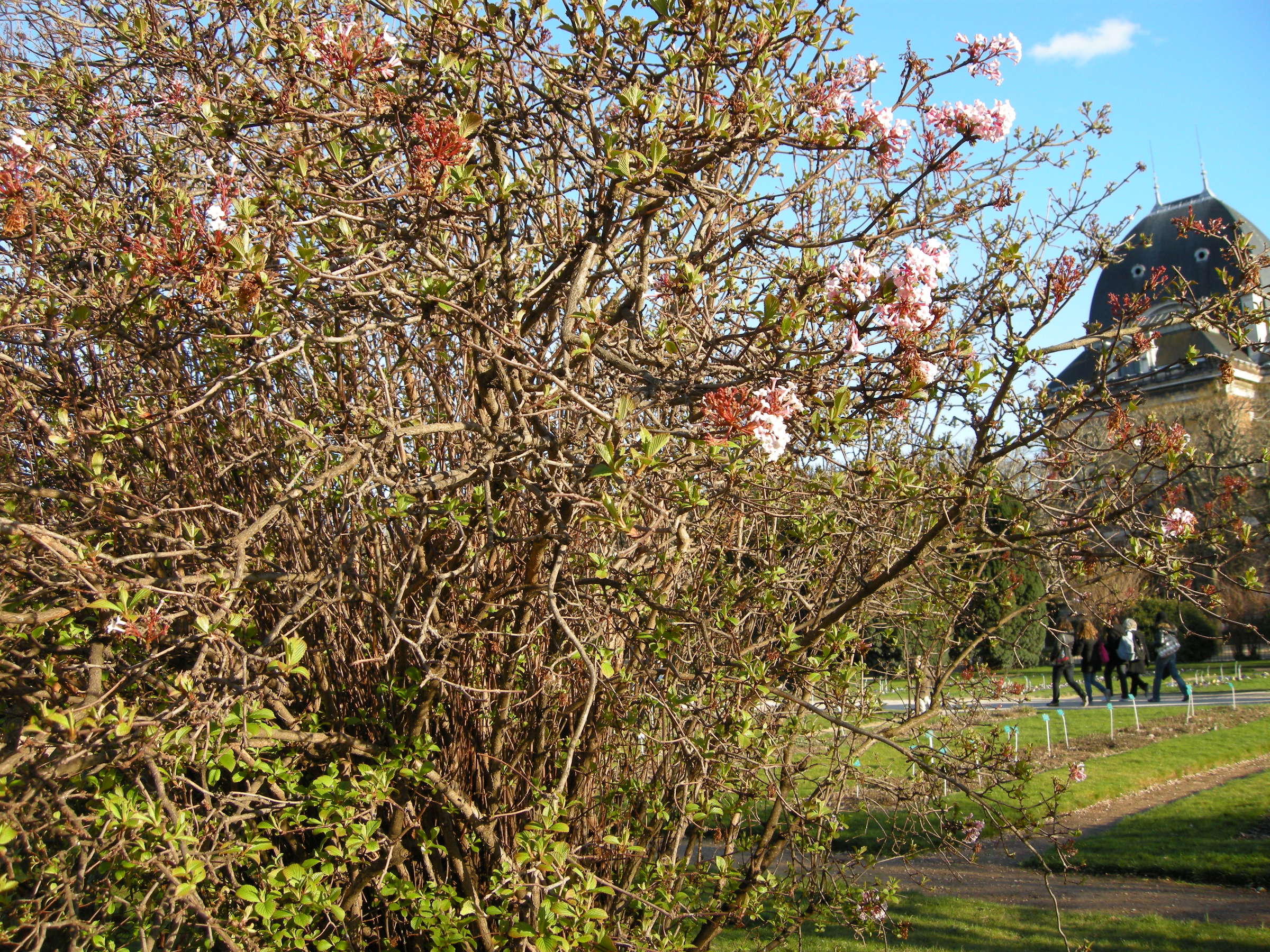 Afficher le média Viburnum_farreri Viburnum_farreri