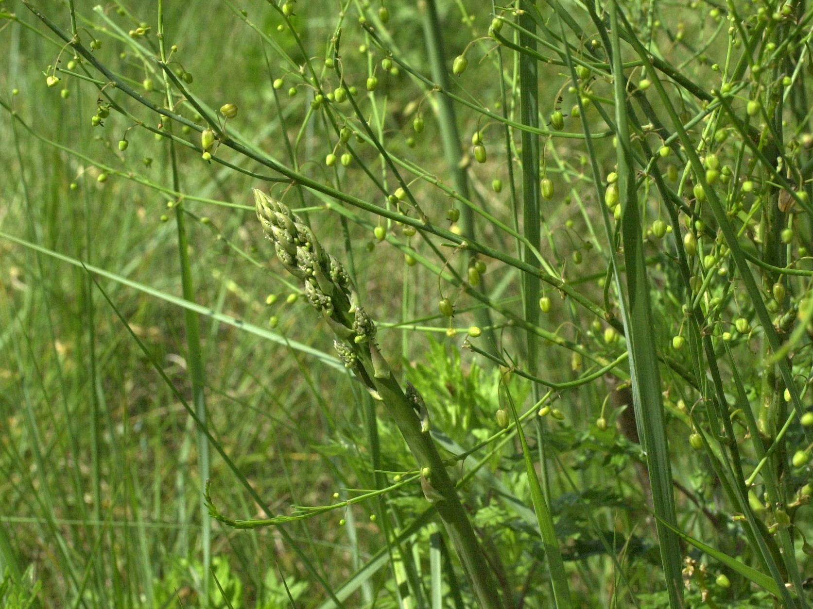 Asparagus_officinalis