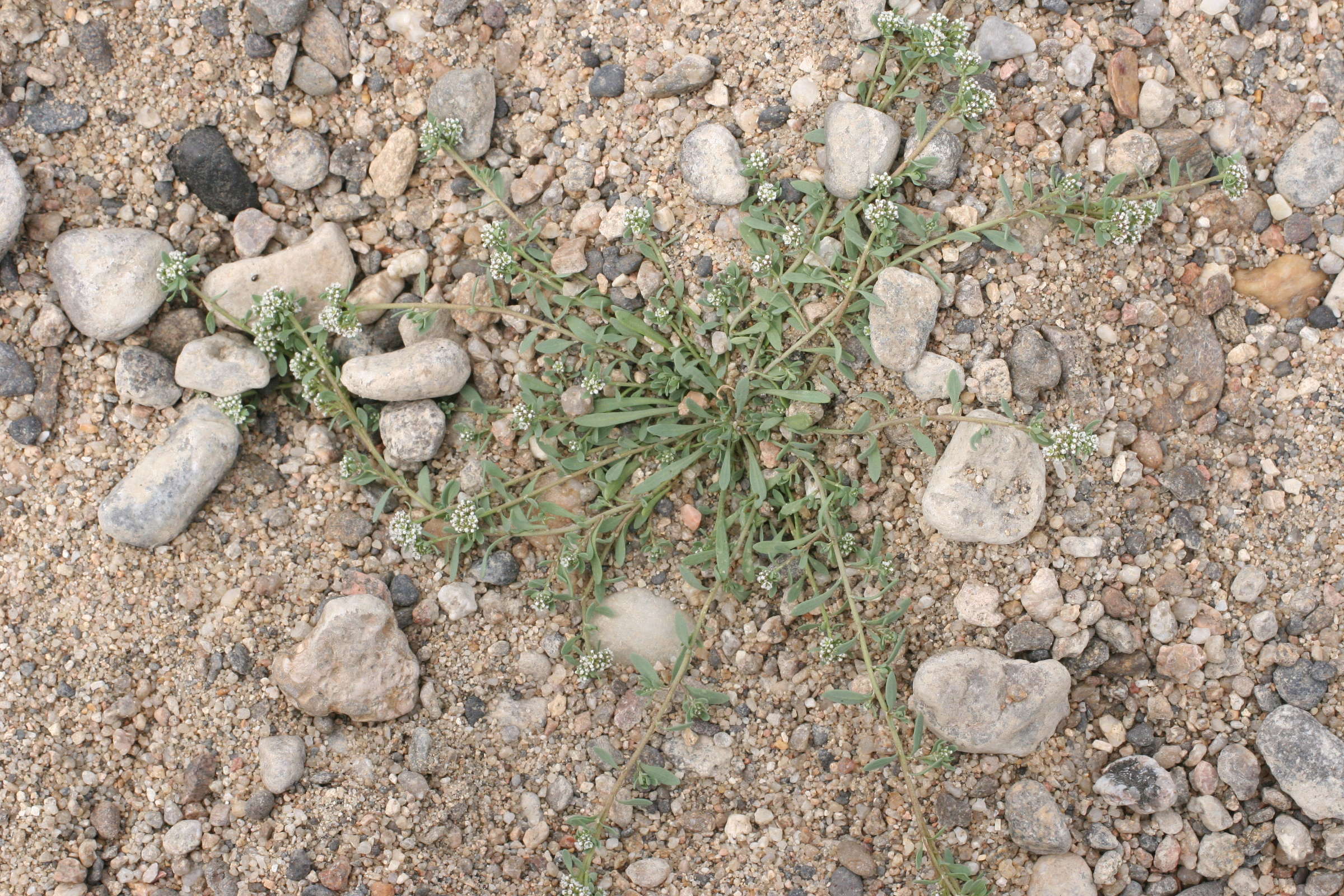 Afficher le média Corrigiola_litoralis ssp telephiifolia Corrigiola_litoralis ssp telephiifolia