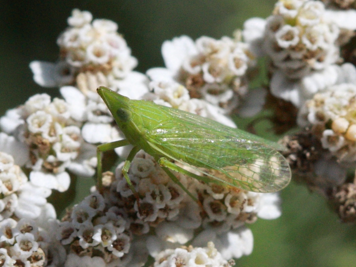 dictyophara_europaea