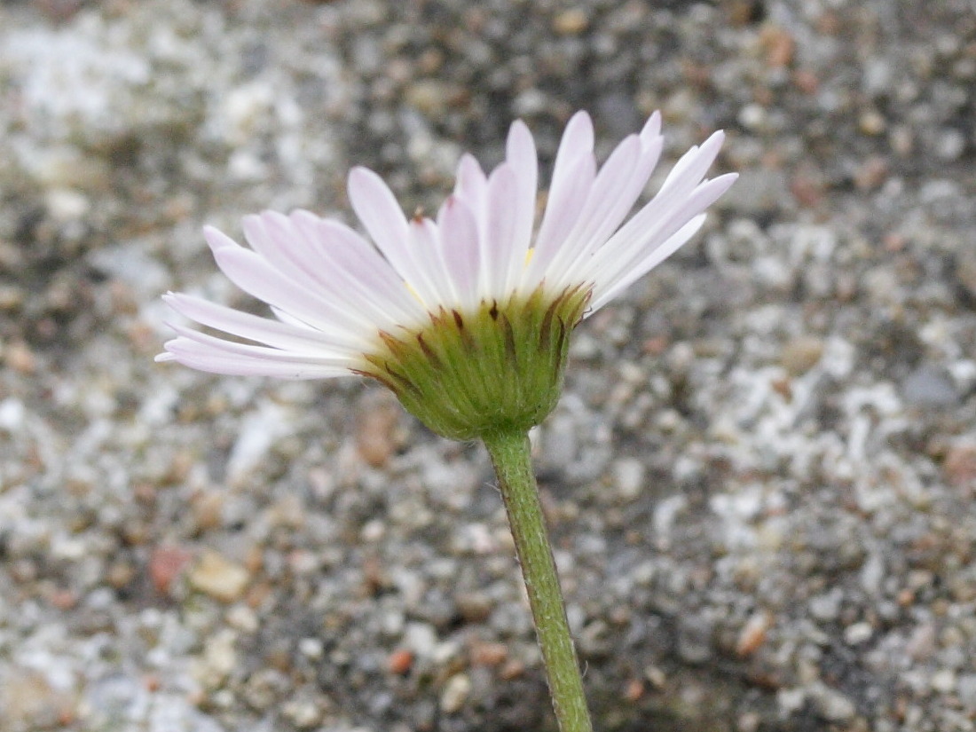 Erigeron_karvinskianus