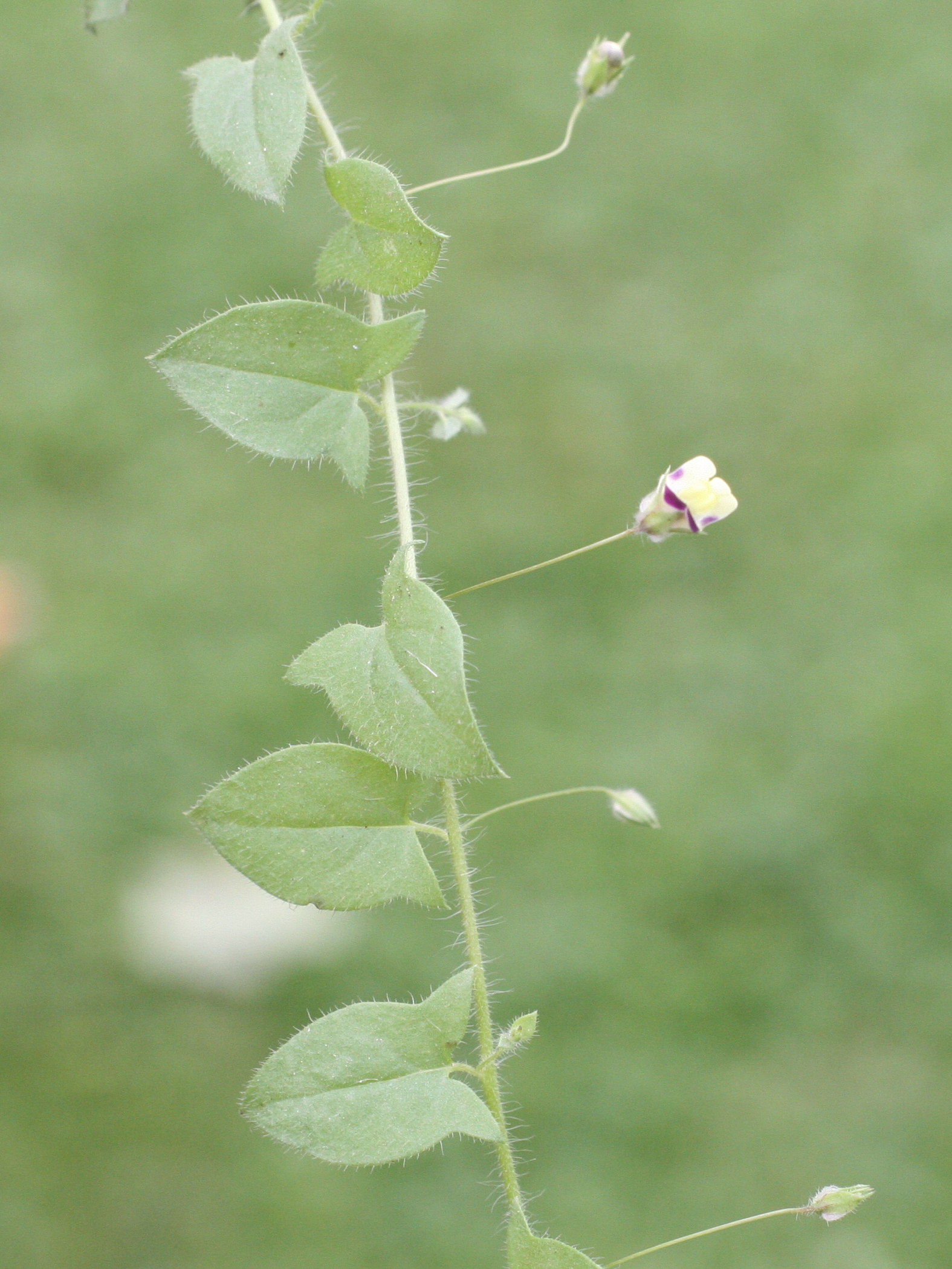 Afficher le média Kikkxia_elatine Kikkxia_elatine