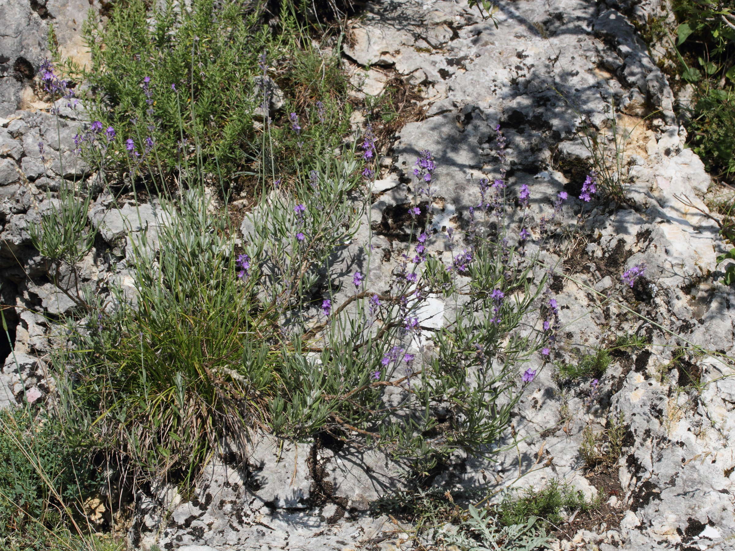 Lavandula_angustifolia