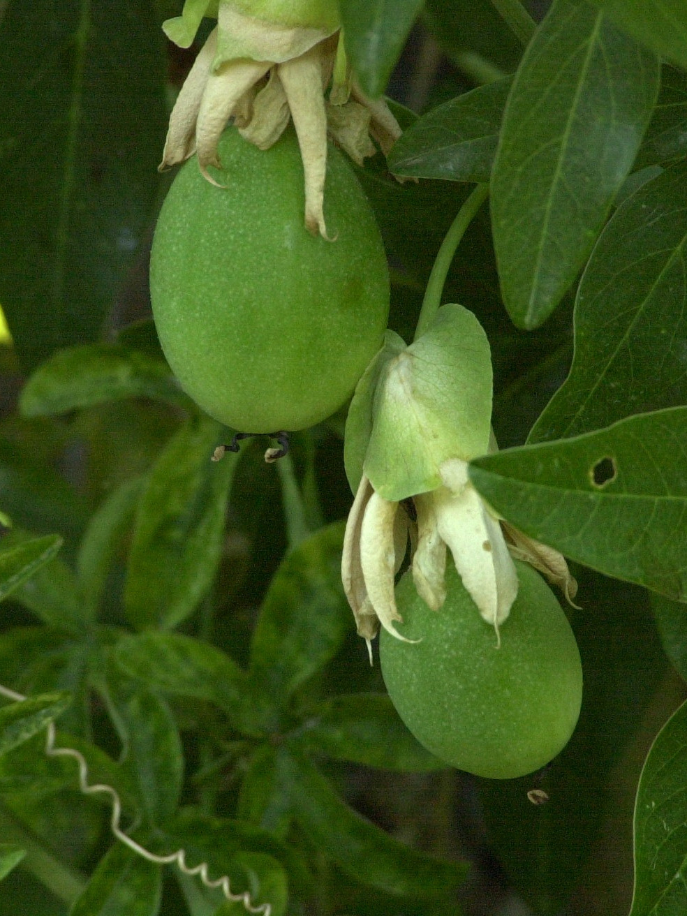 Passiflora_caerulea