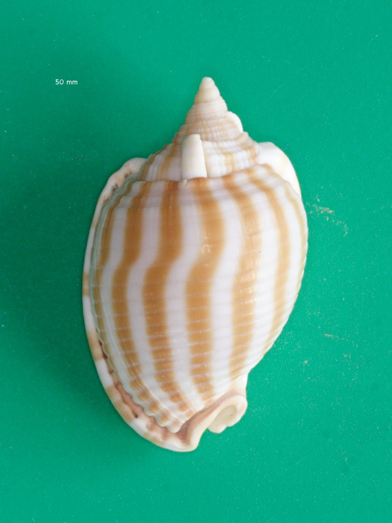 Phalium_flammiferum