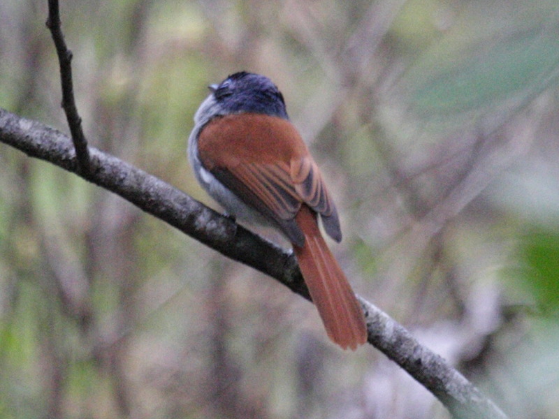 Terpsiphone_bourbonnensis