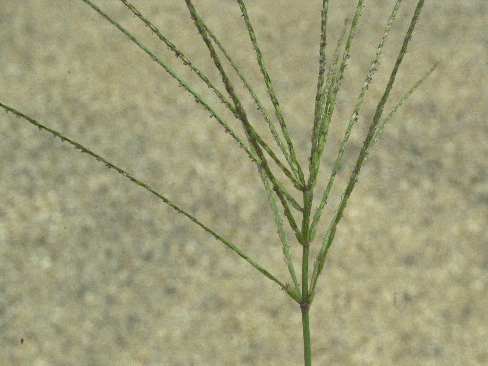 Digitaria_ischaemum