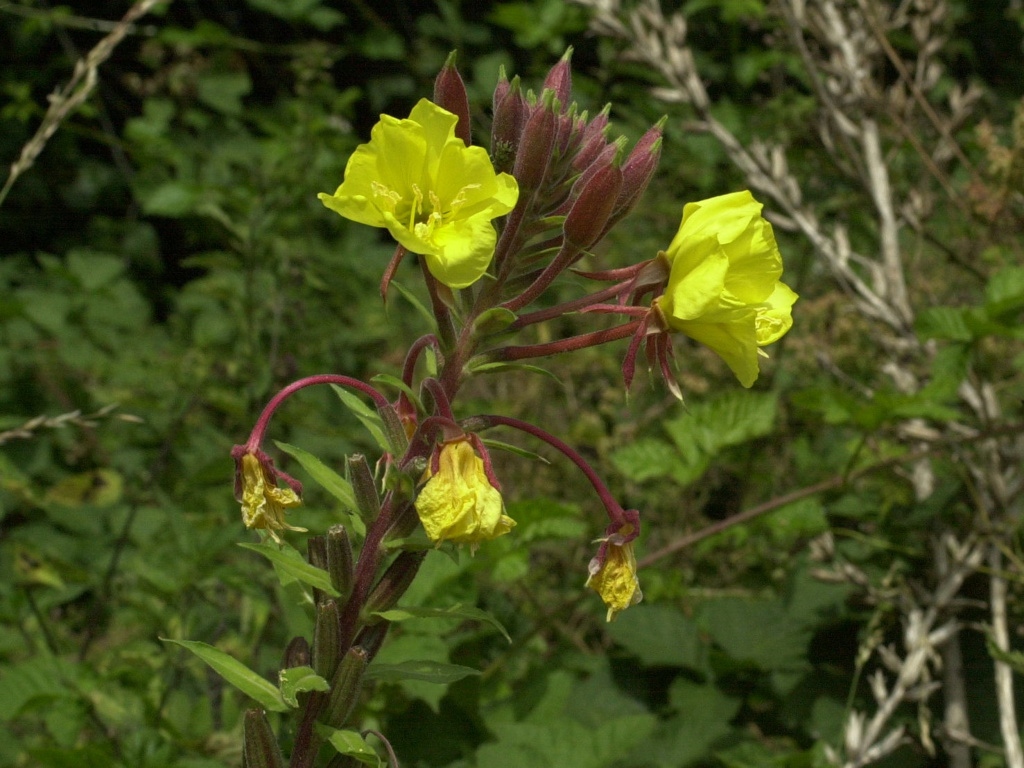 Oenothera_glazioviana f. rubricalyx