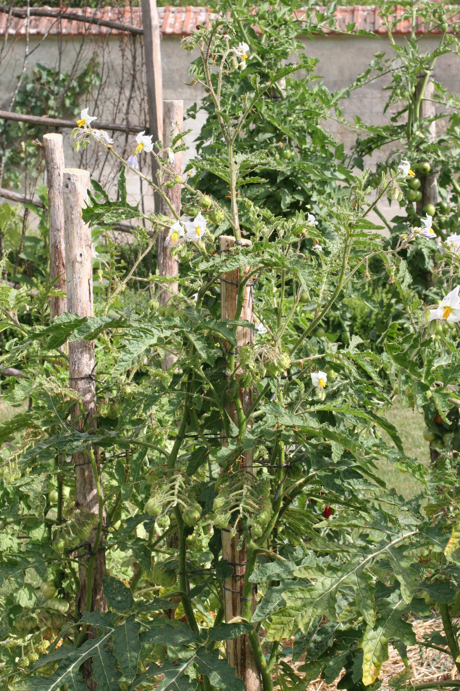 Solanum_sisymbriifolium