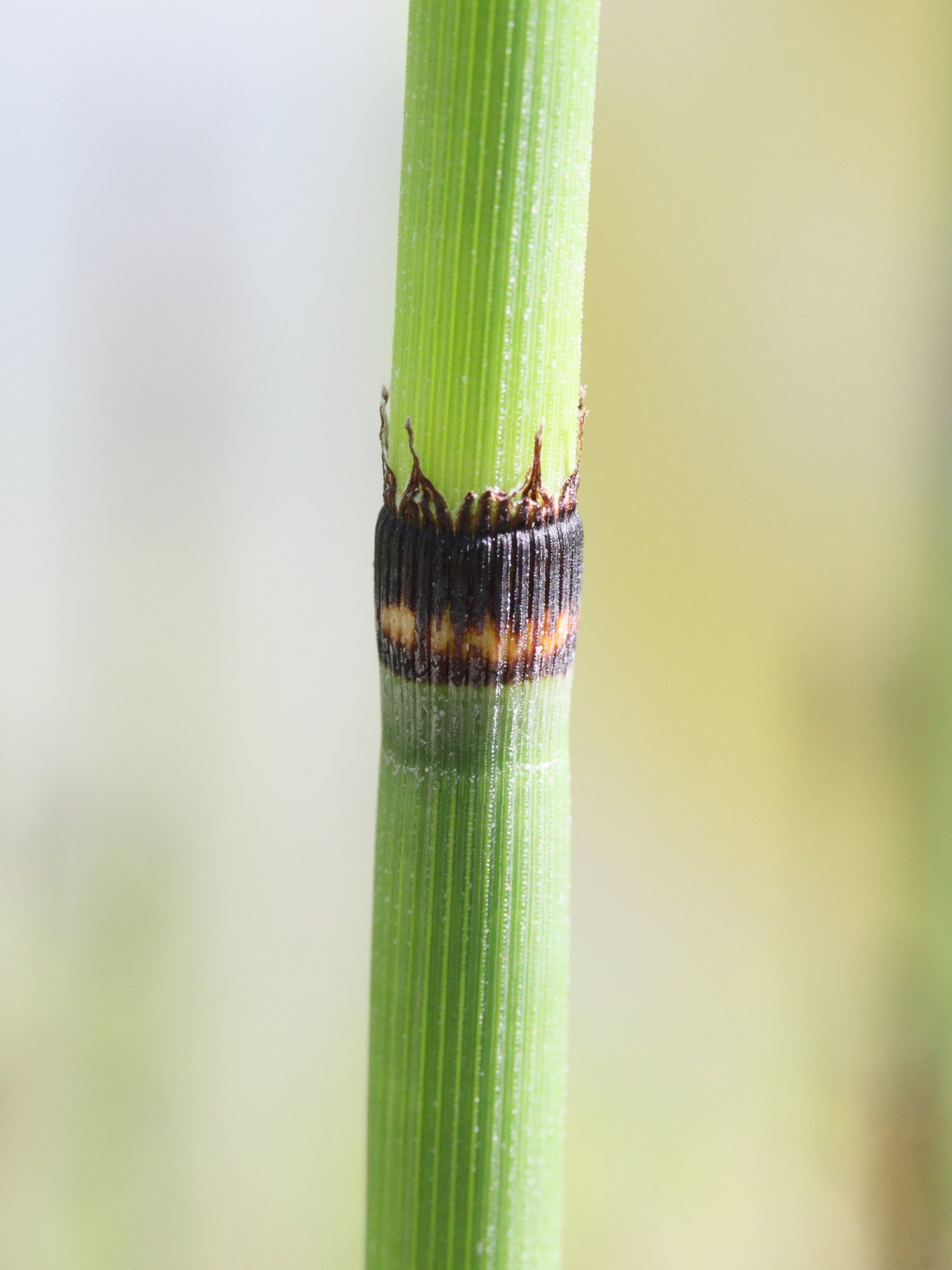 Equisetum_hyemale
