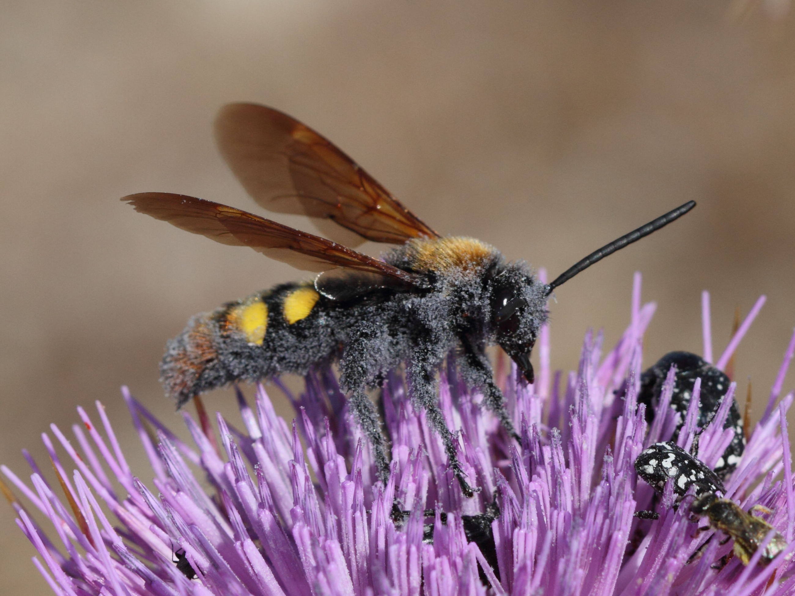 Afficher le média Megascolia_maculata ssp. maculata Megascolia_maculata ssp. maculata