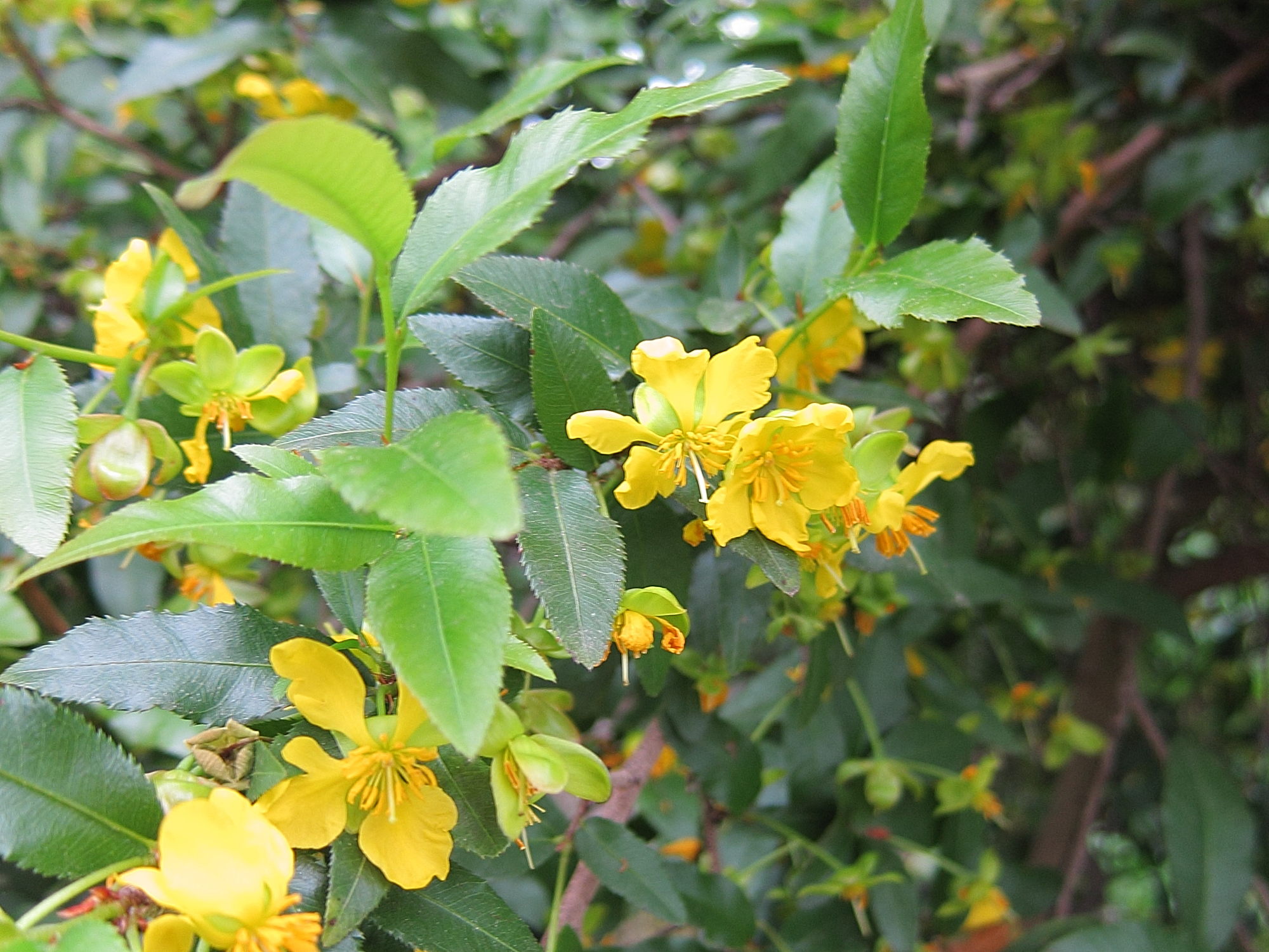 Ochna_serrulata