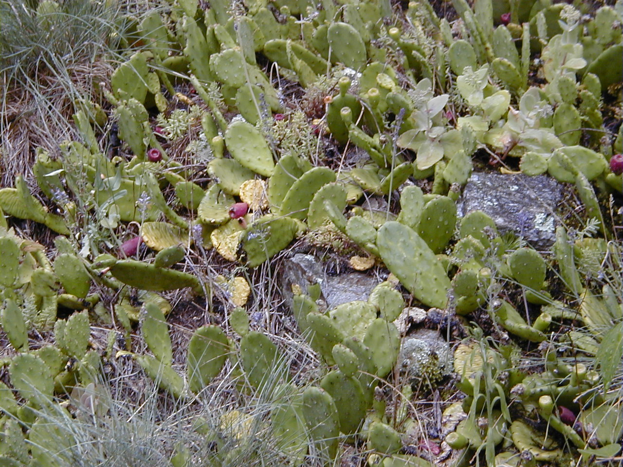 Opuntia_humifusa