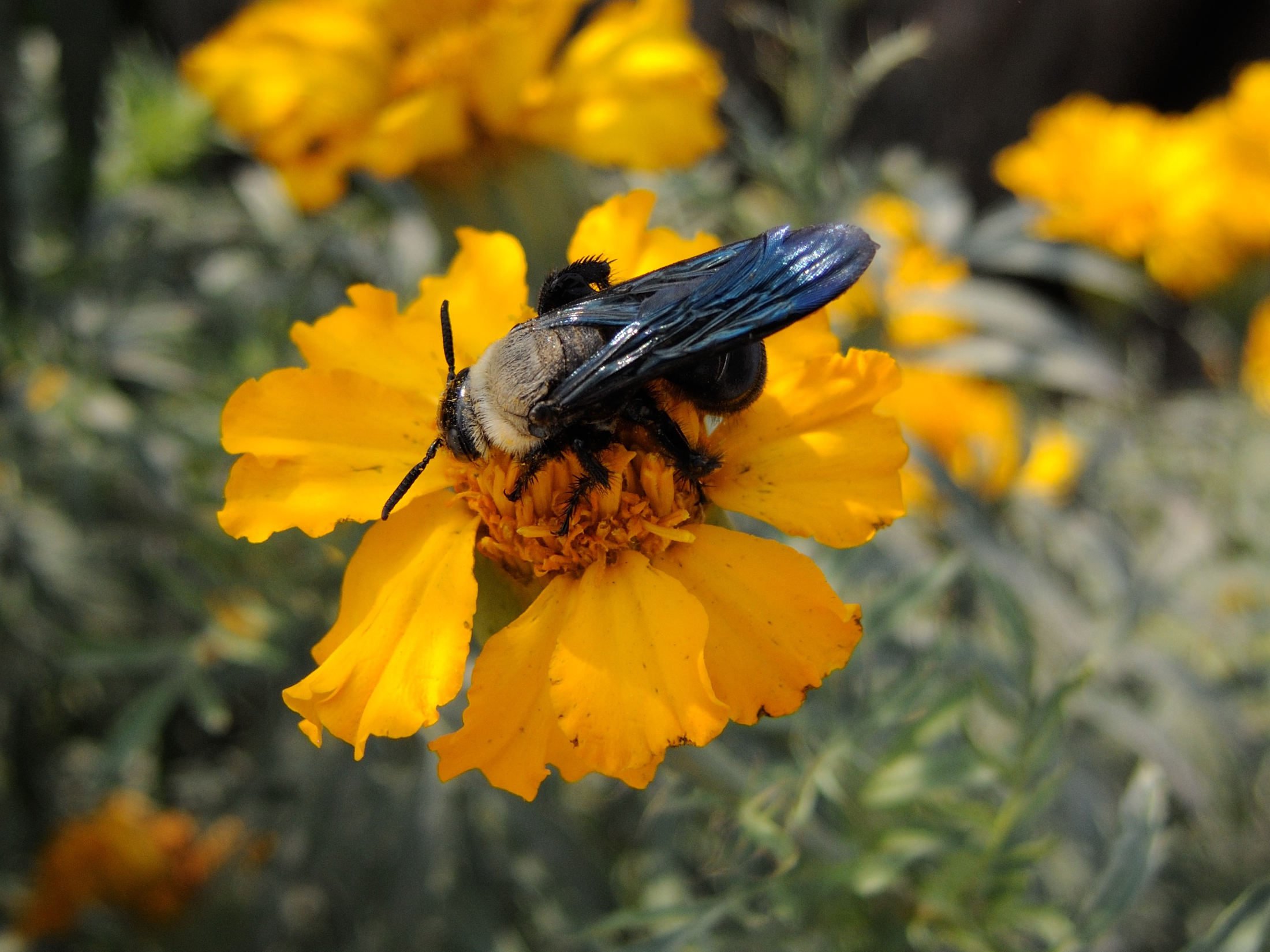 Tagetes_patula