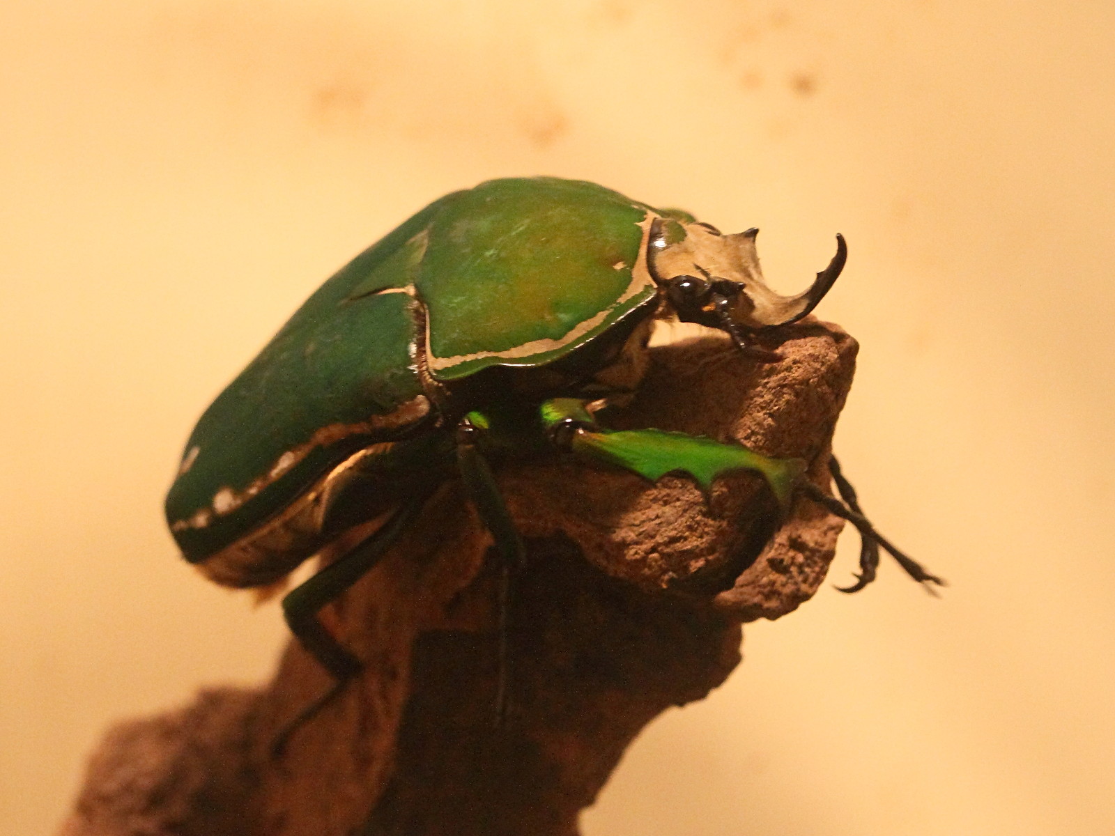 mecynorhina_torquata1amd