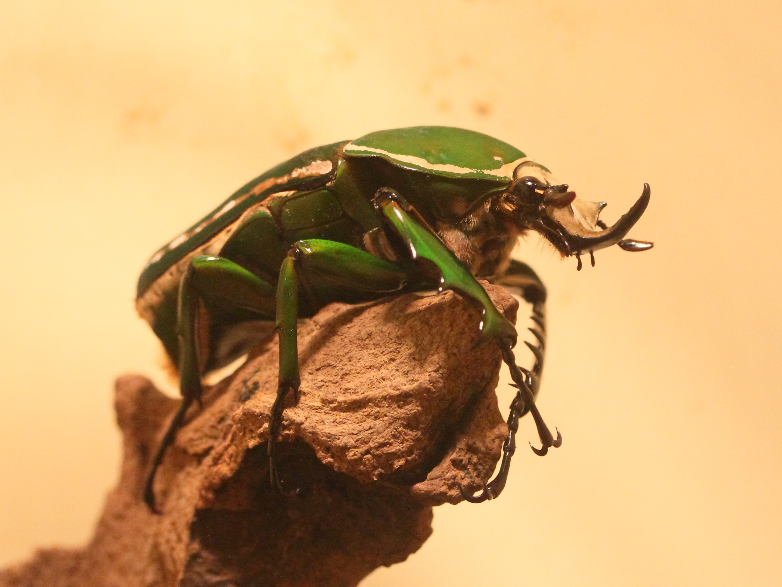 mecynorhina_torquata1bmd