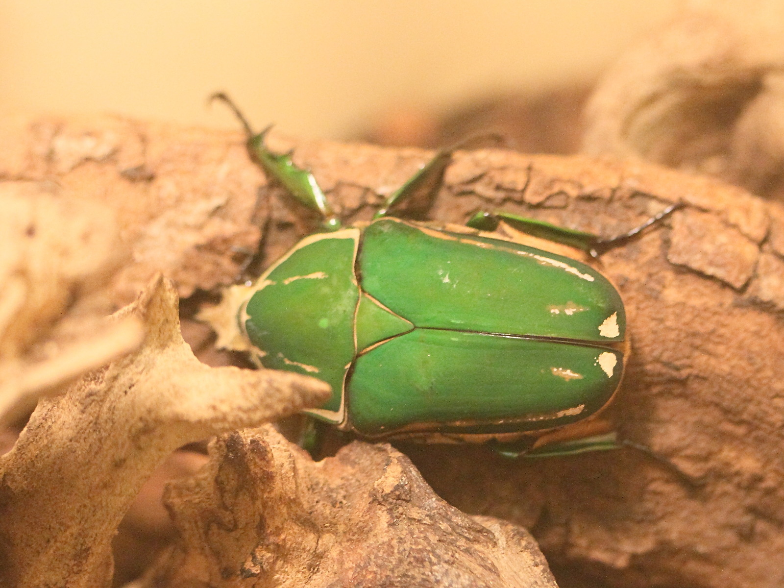 mecynorhina_torquata2md