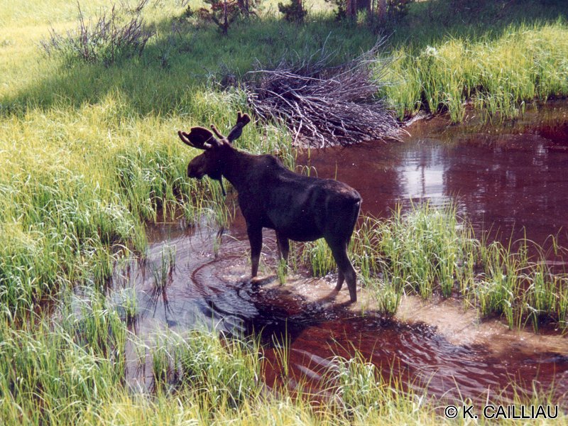 alces_americanus1kc