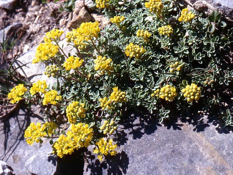 alyssum_pedemontanum1mcf