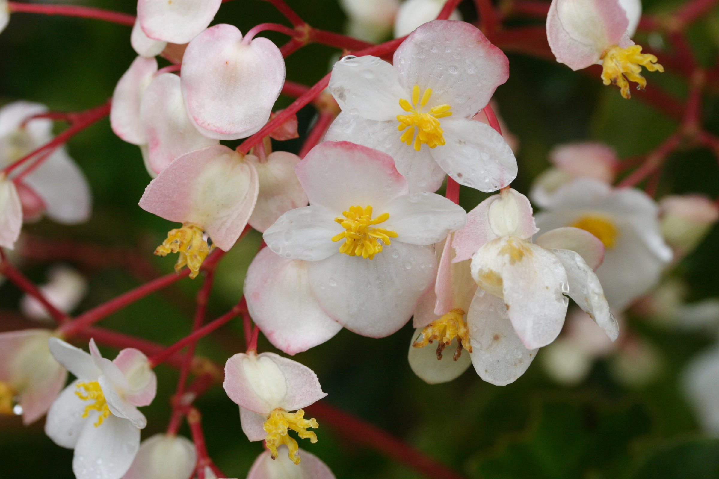 begonia_cucullata2md
