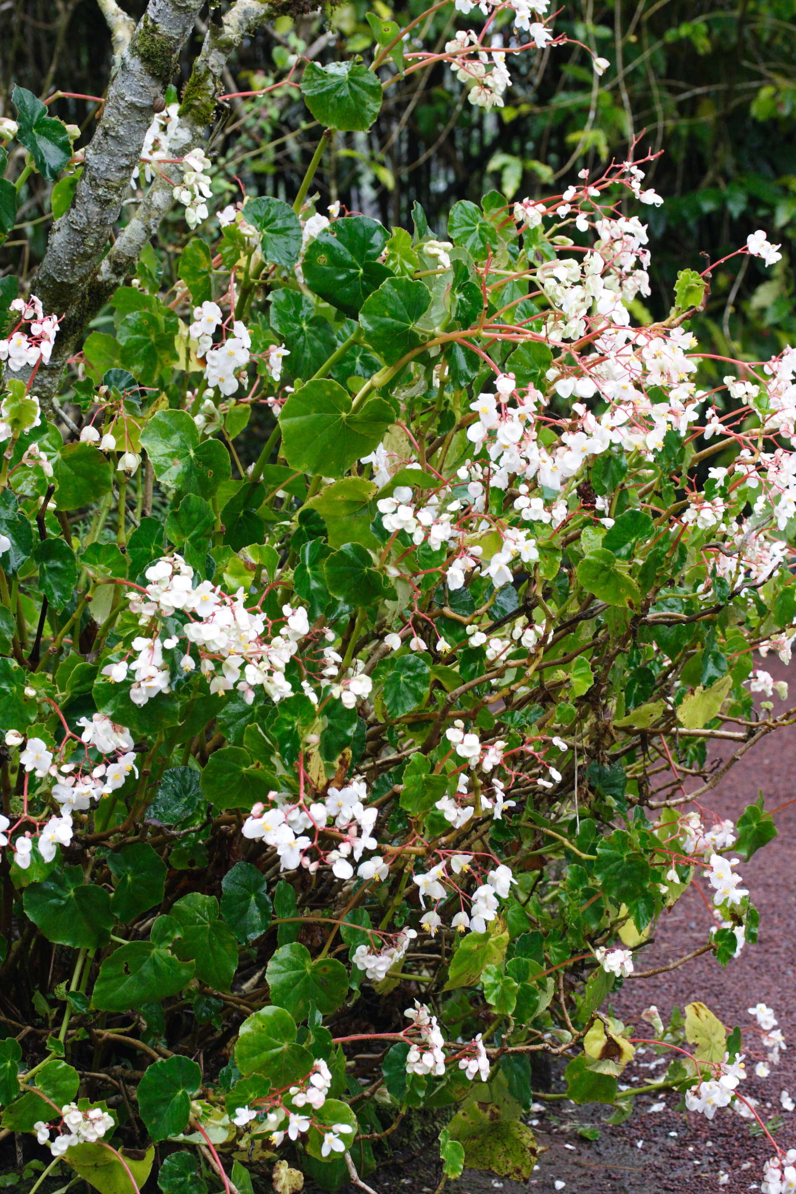 begonia_cucullata3md