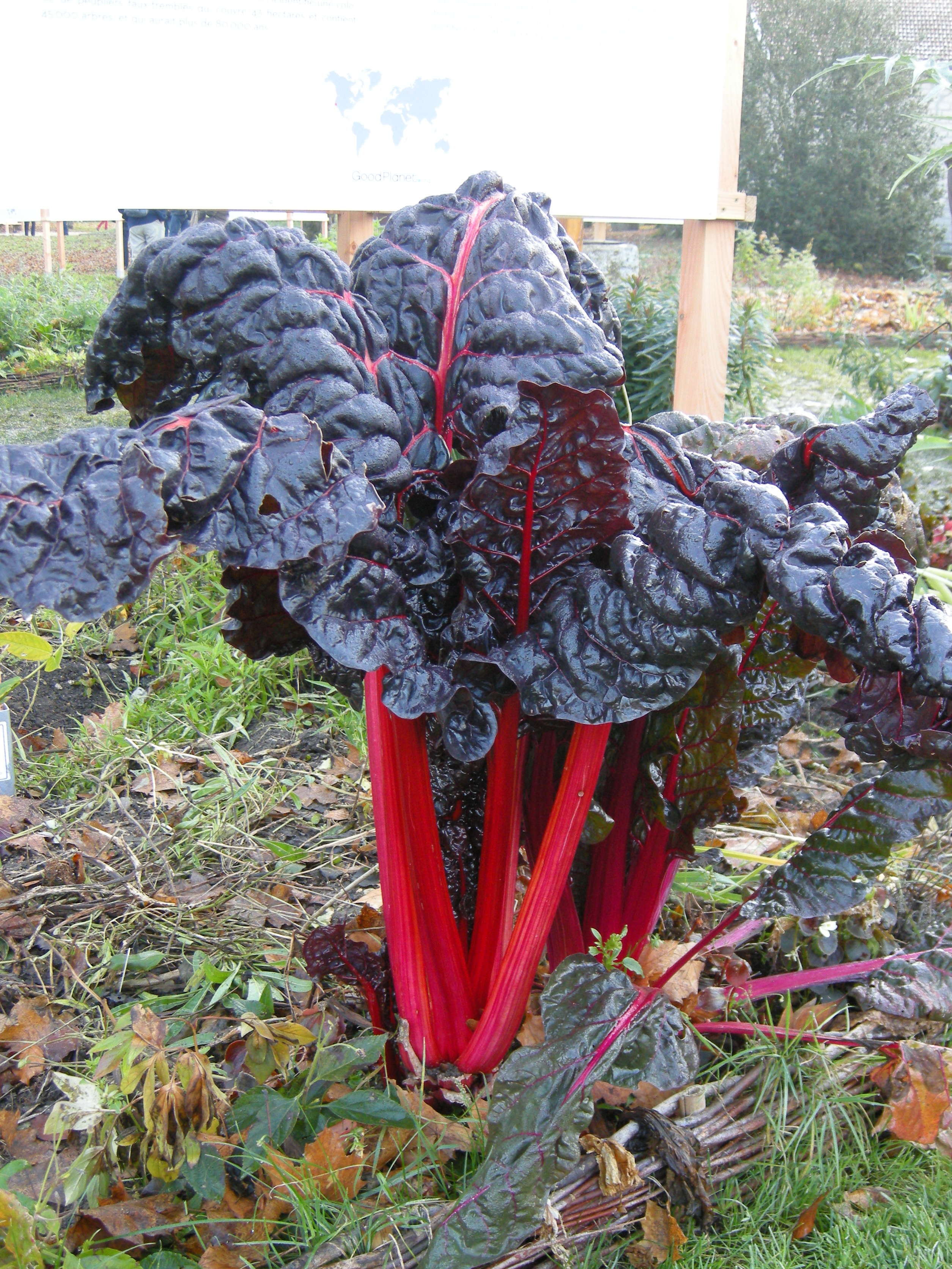 Afficher le média beta_vulgaris_vulgaris1md beta_vulgaris_vulgaris1md