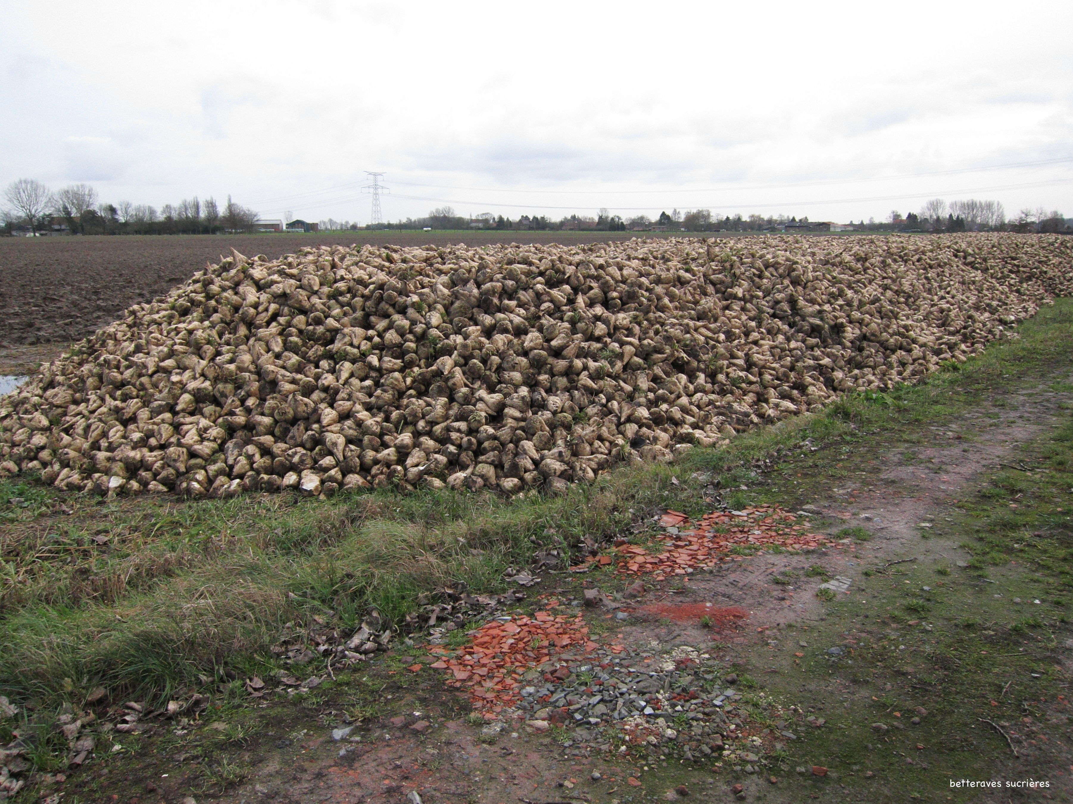 Afficher le média beta_vulgaris_vulgaris2md beta_vulgaris_vulgaris2md