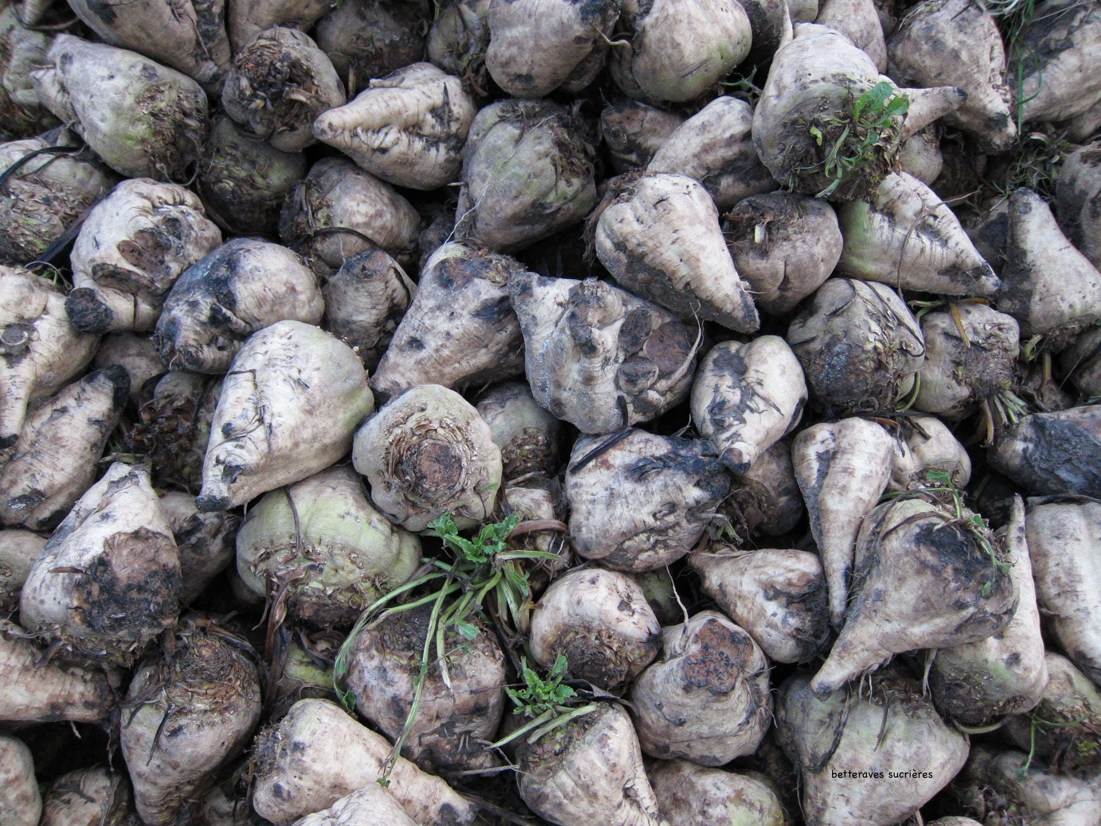 Afficher le média beta_vulgaris_vulgaris3md beta_vulgaris_vulgaris3md