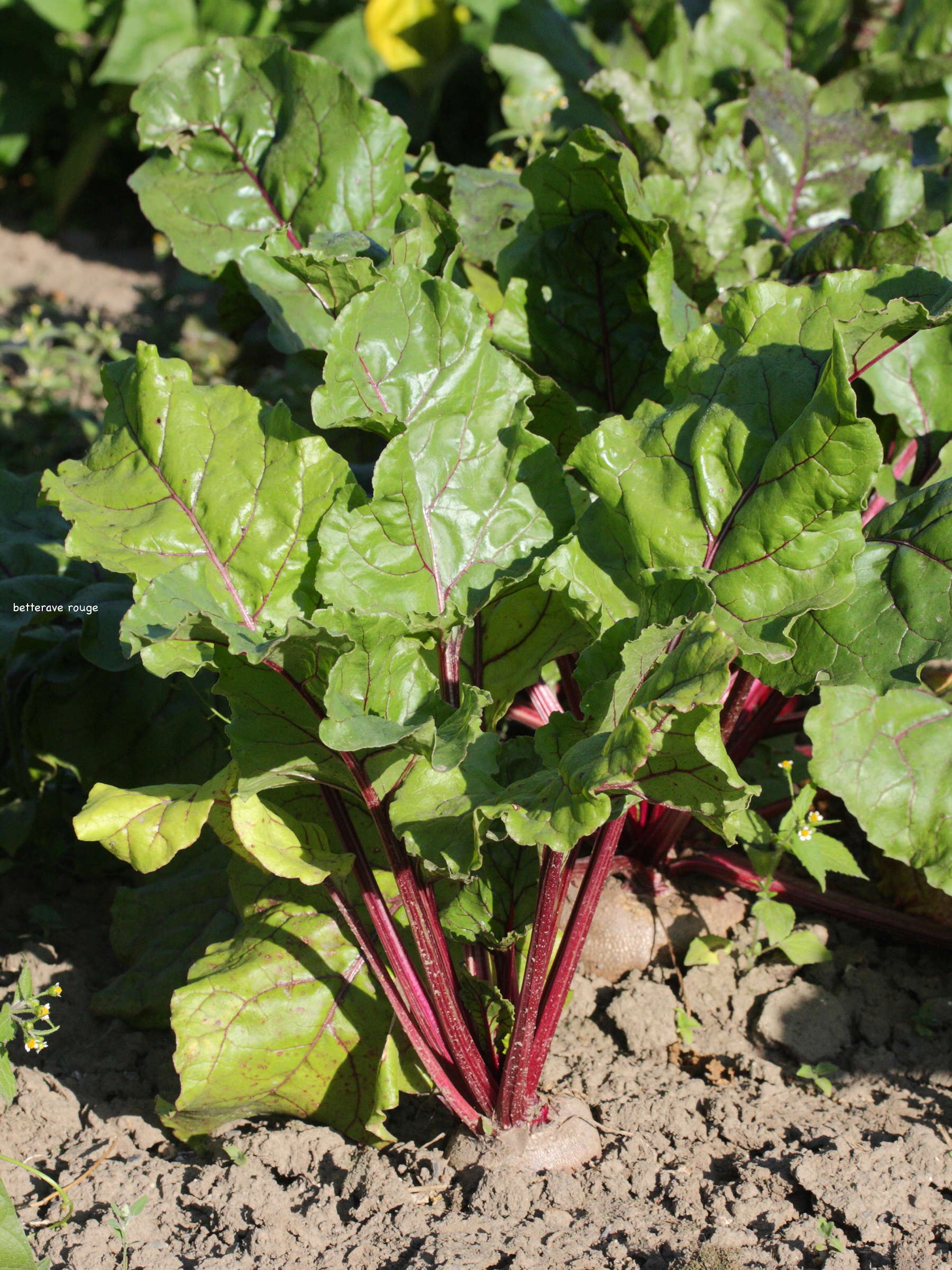 Afficher le média beta_vulgaris_vulgaris4md beta_vulgaris_vulgaris4md