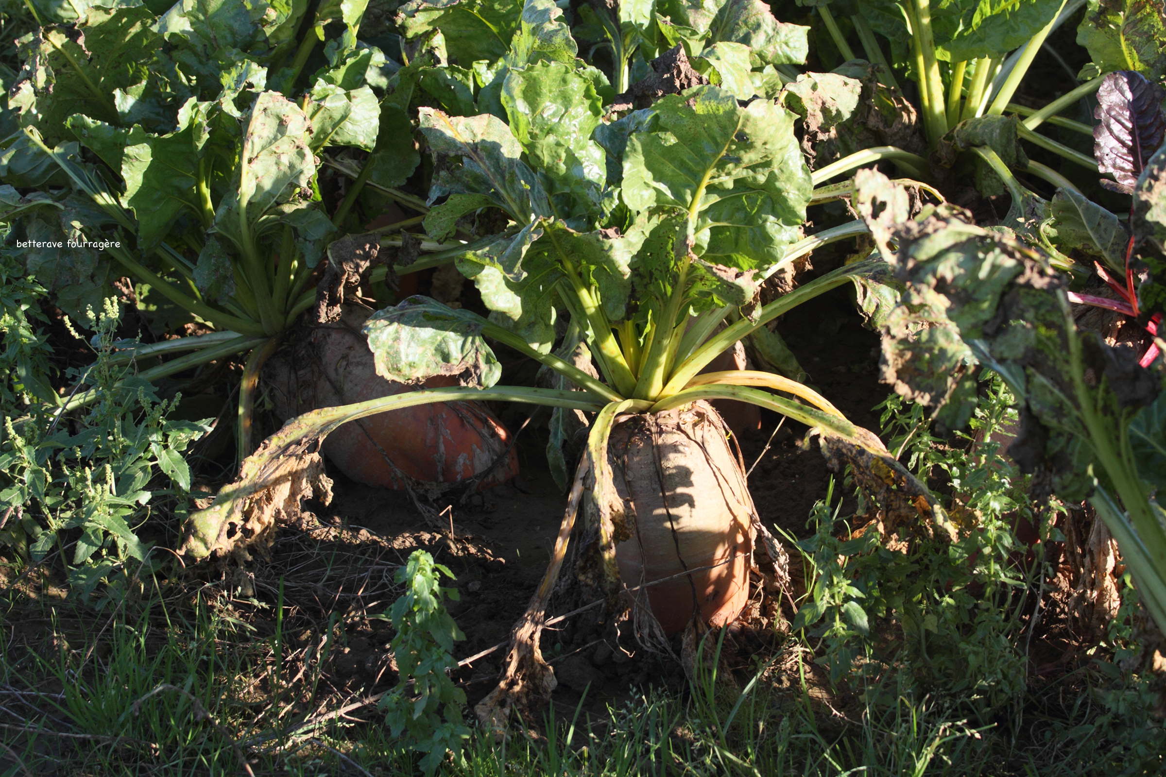 Afficher le média beta_vulgaris_vulgaris5md beta_vulgaris_vulgaris5md
