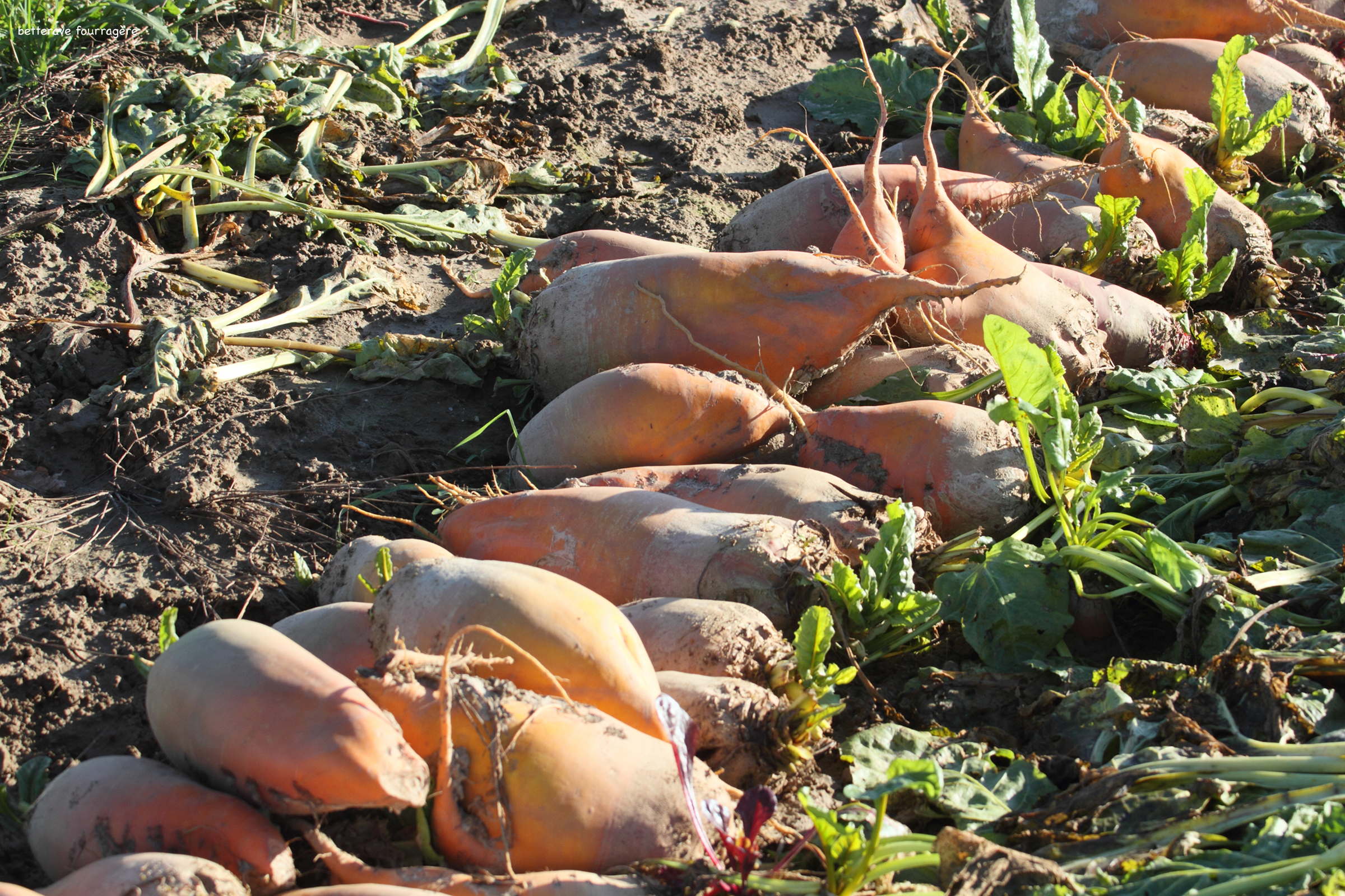 Afficher le média beta_vulgaris_vulgaris6md beta_vulgaris_vulgaris6md