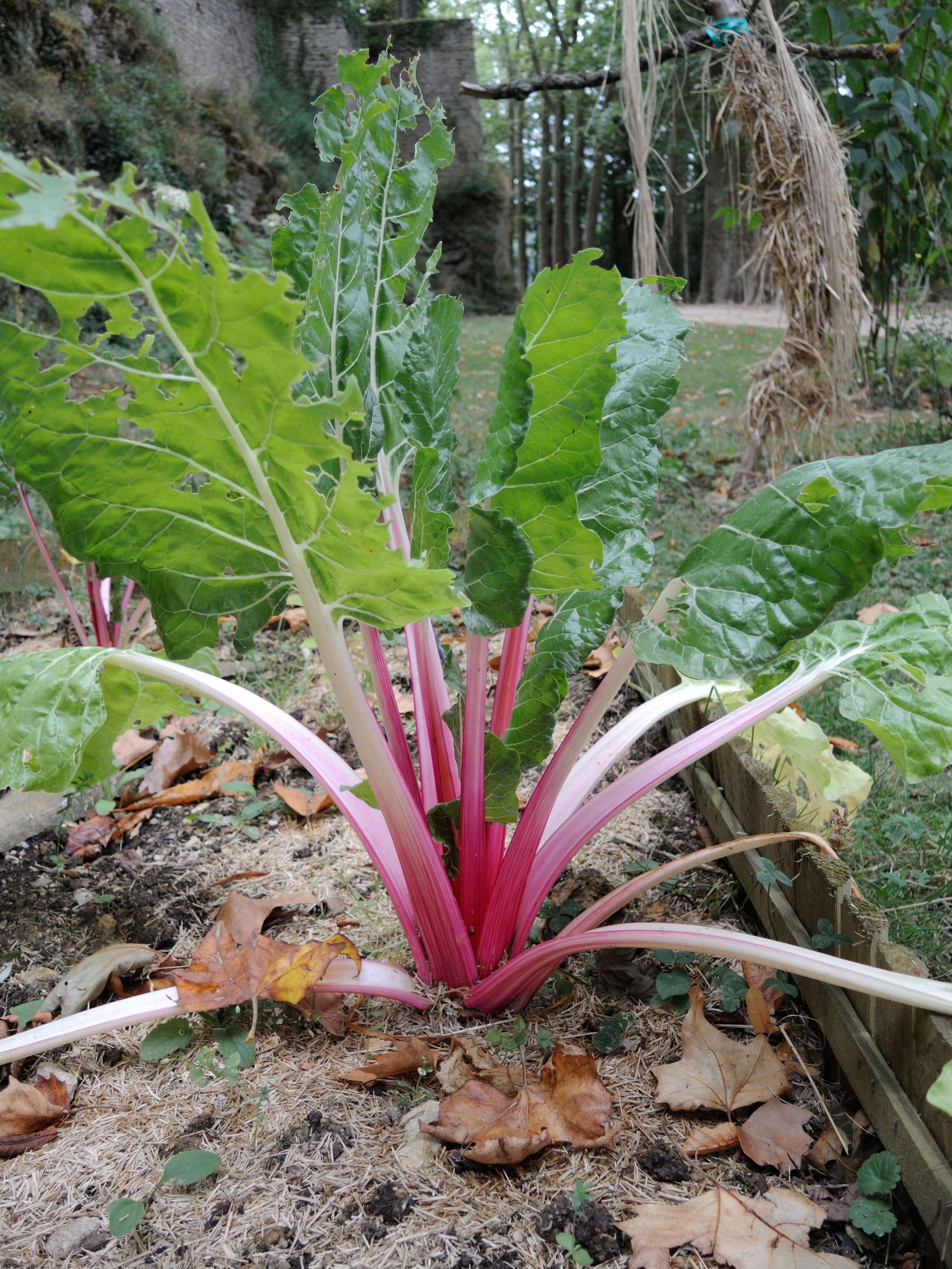 Afficher le média beta_vulgaris_vulgaris7md beta_vulgaris_vulgaris7md