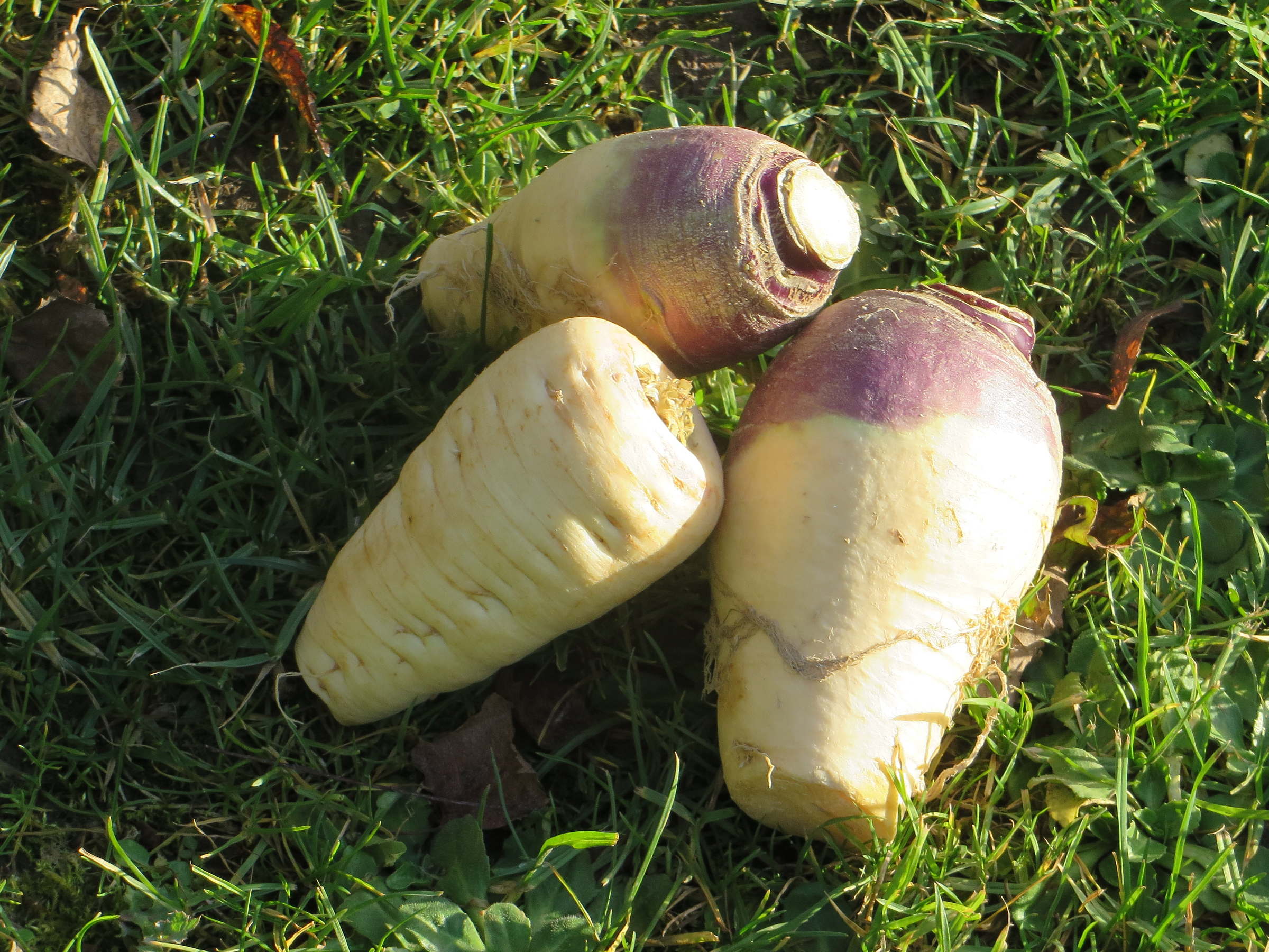 Afficher le média brassica_napus_napifera1mv brassica_napus_napifera1mv