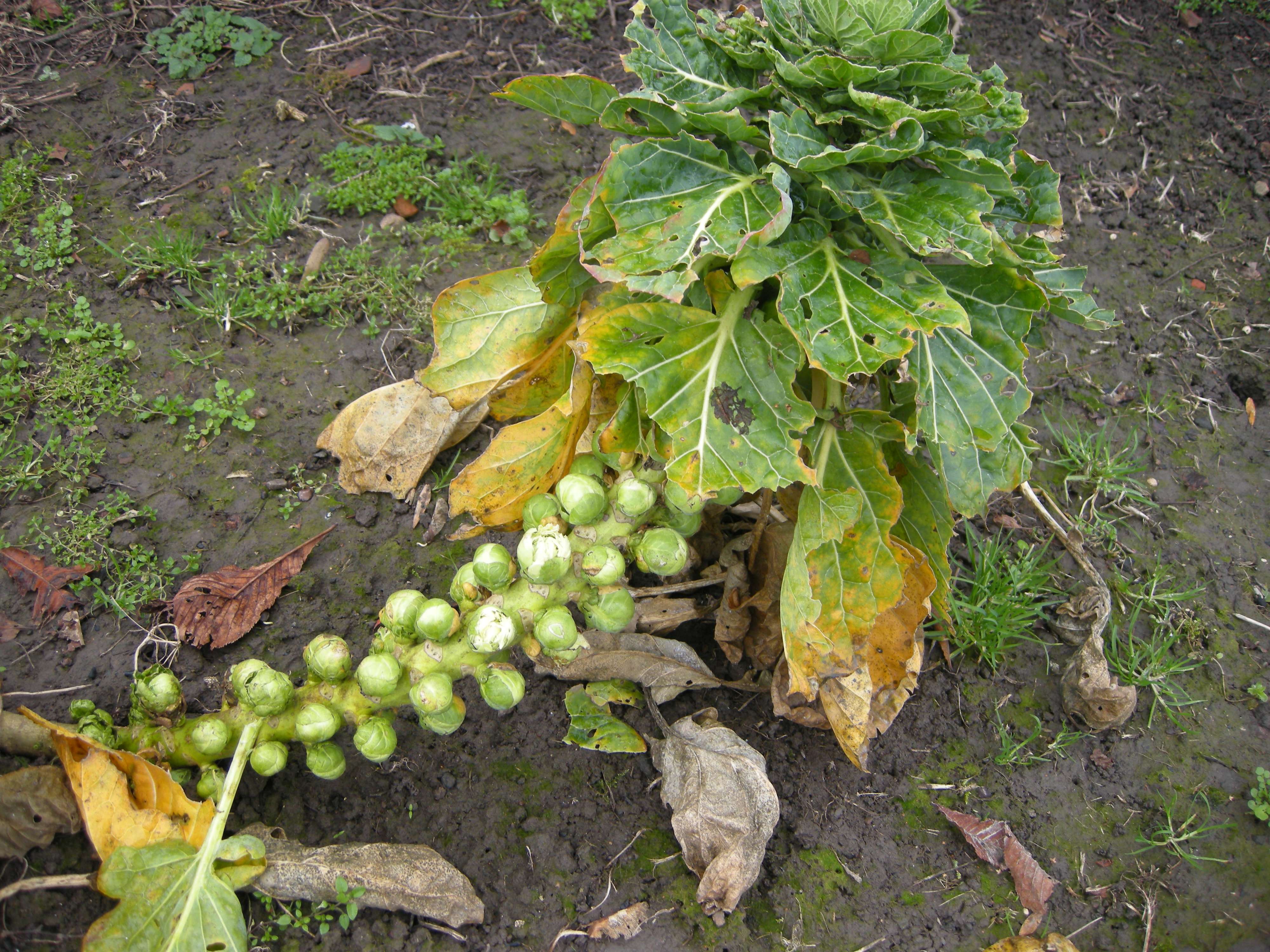 Afficher le média brassica_oleracea_bruxelles1md brassica_oleracea_bruxelles1md