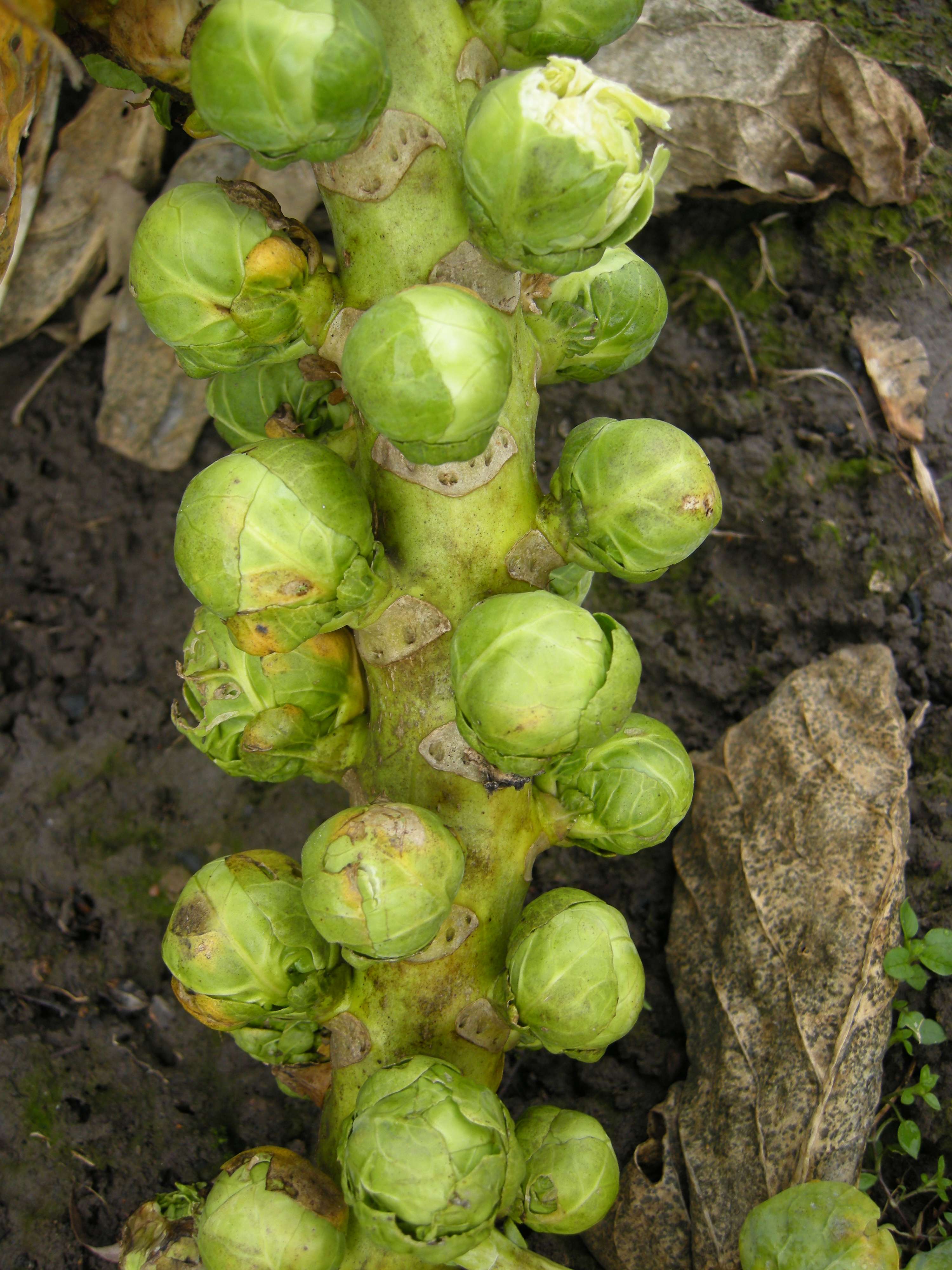 Afficher le média brassica_oleracea_bruxelles2md brassica_oleracea_bruxelles2md
