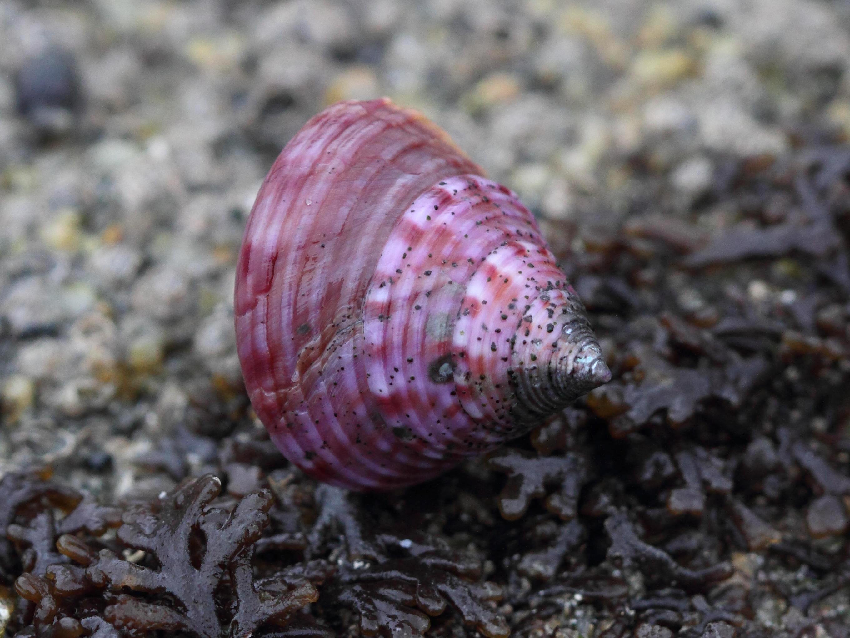 calliostoma_zyziphium1bd