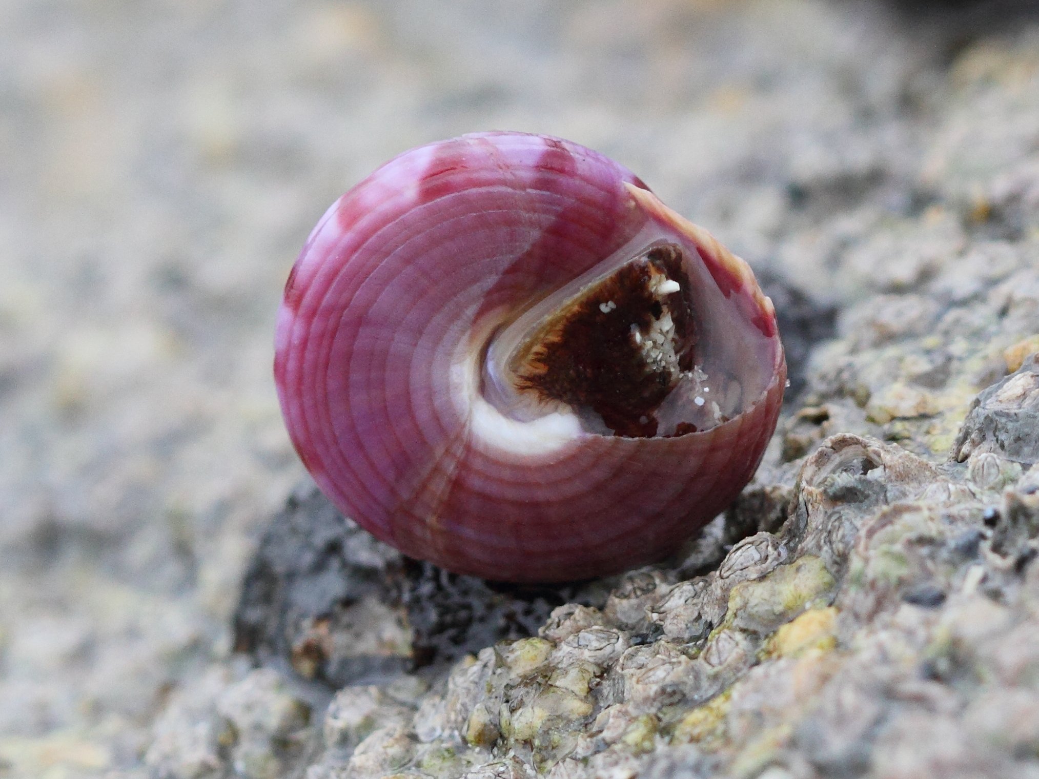 calliostoma_zyziphium2bd