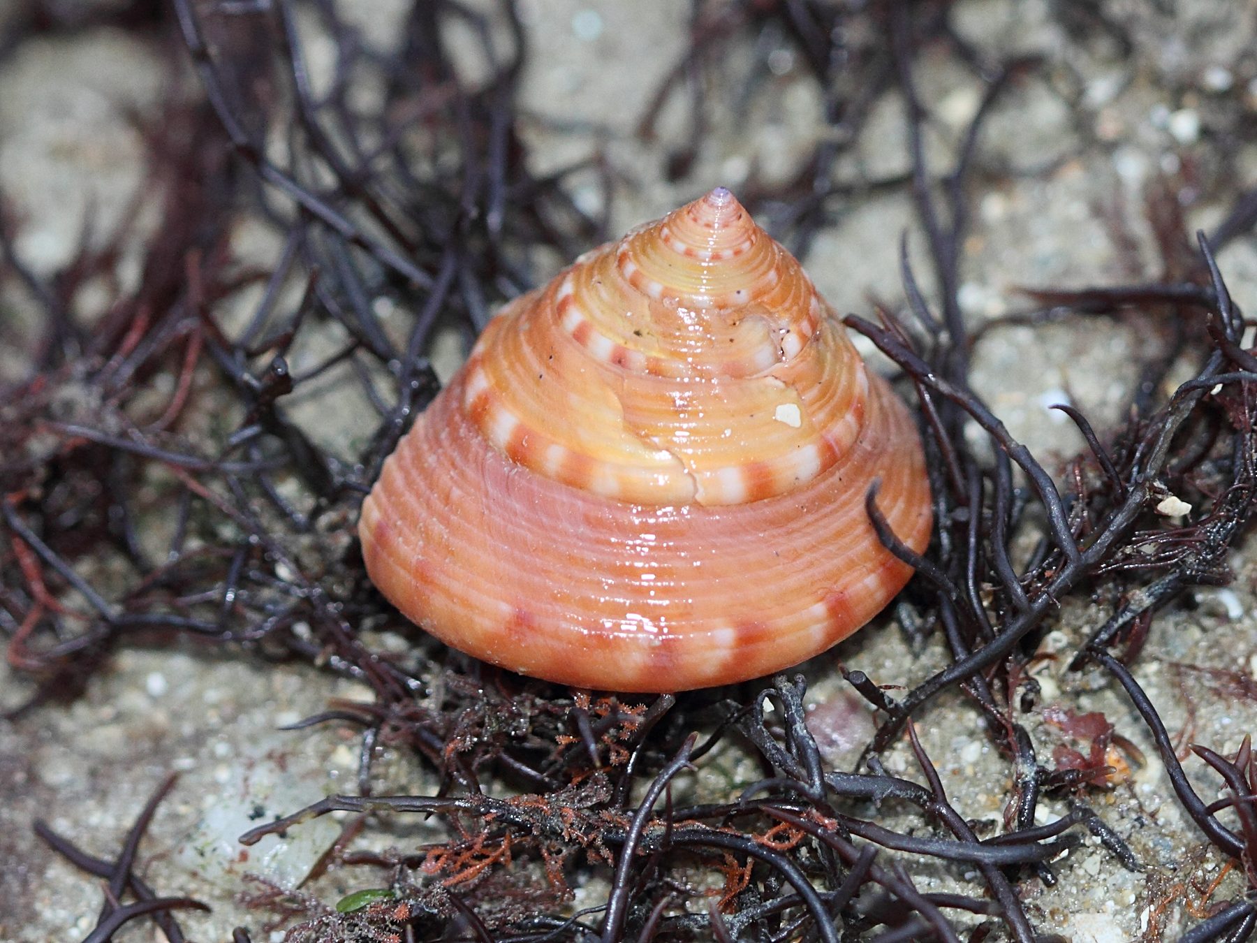 calliostoma_zyziphium3bd