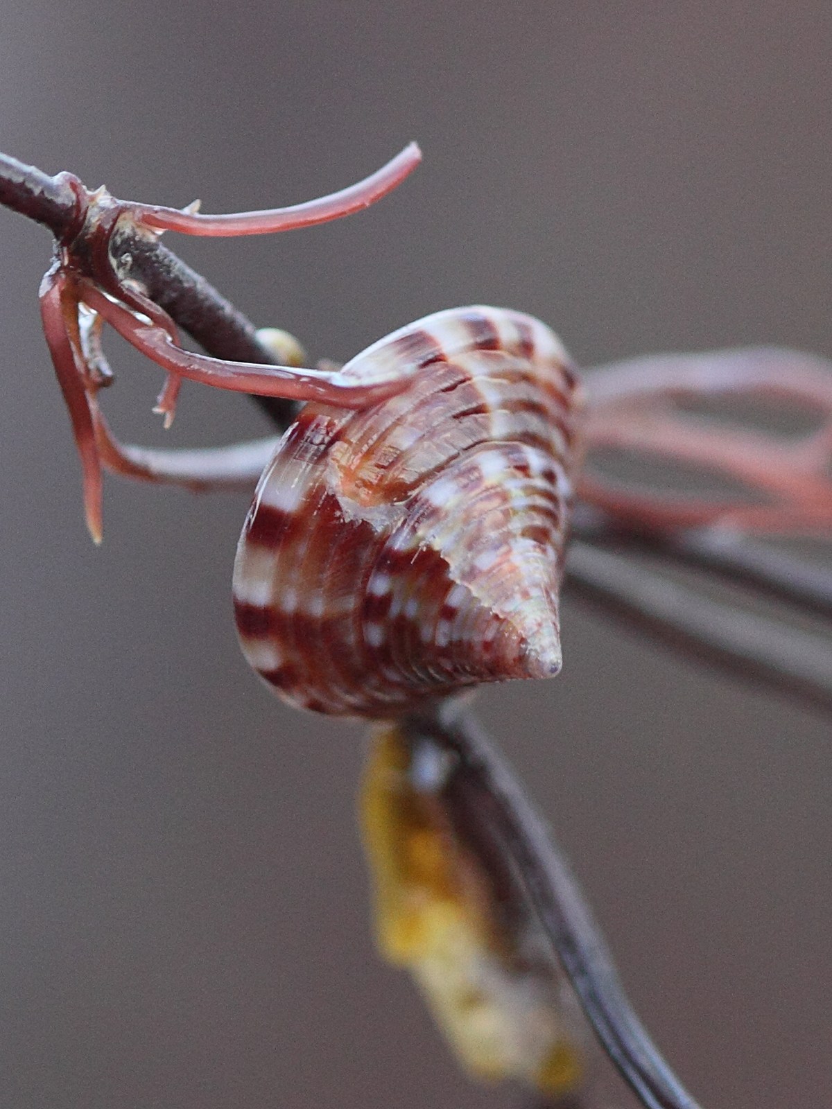 calliostoma_zyziphium4bd