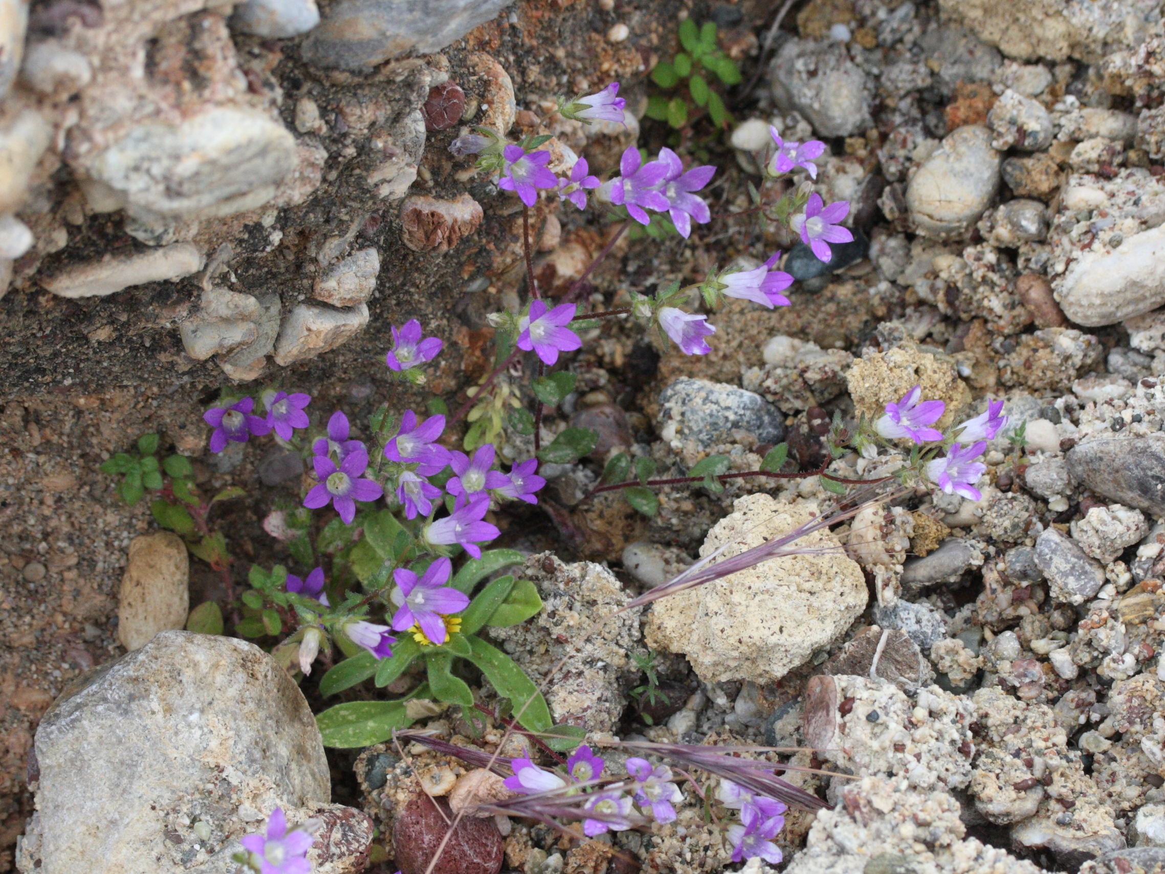 Afficher le média campanula_rhodensis4md campanula_rhodensis4md