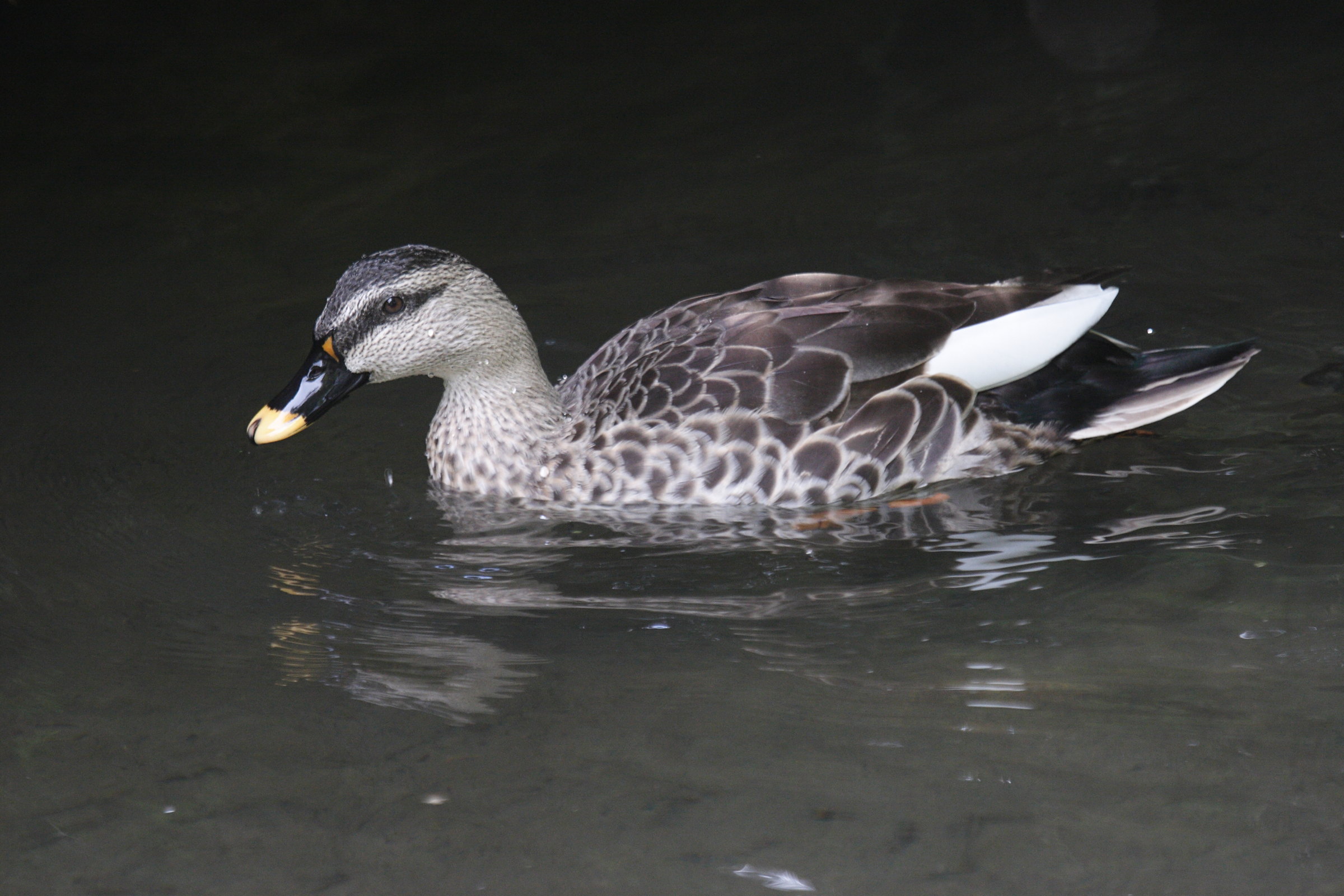 canard_a_bec_tachete_-_anas_poecilorhyncha1bd