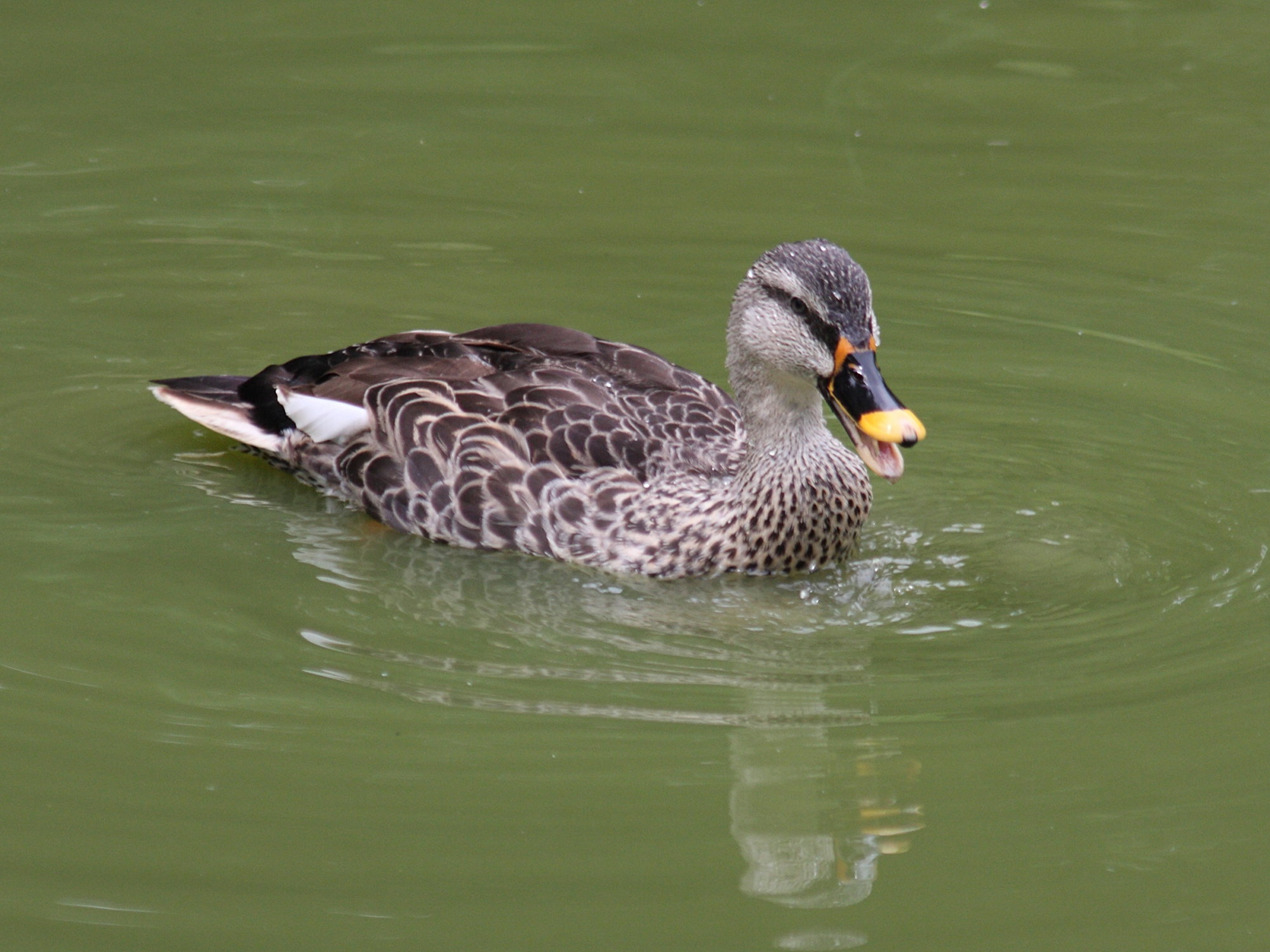 canard_a_bec_tachete_-_anas_poecilorhyncha2sd