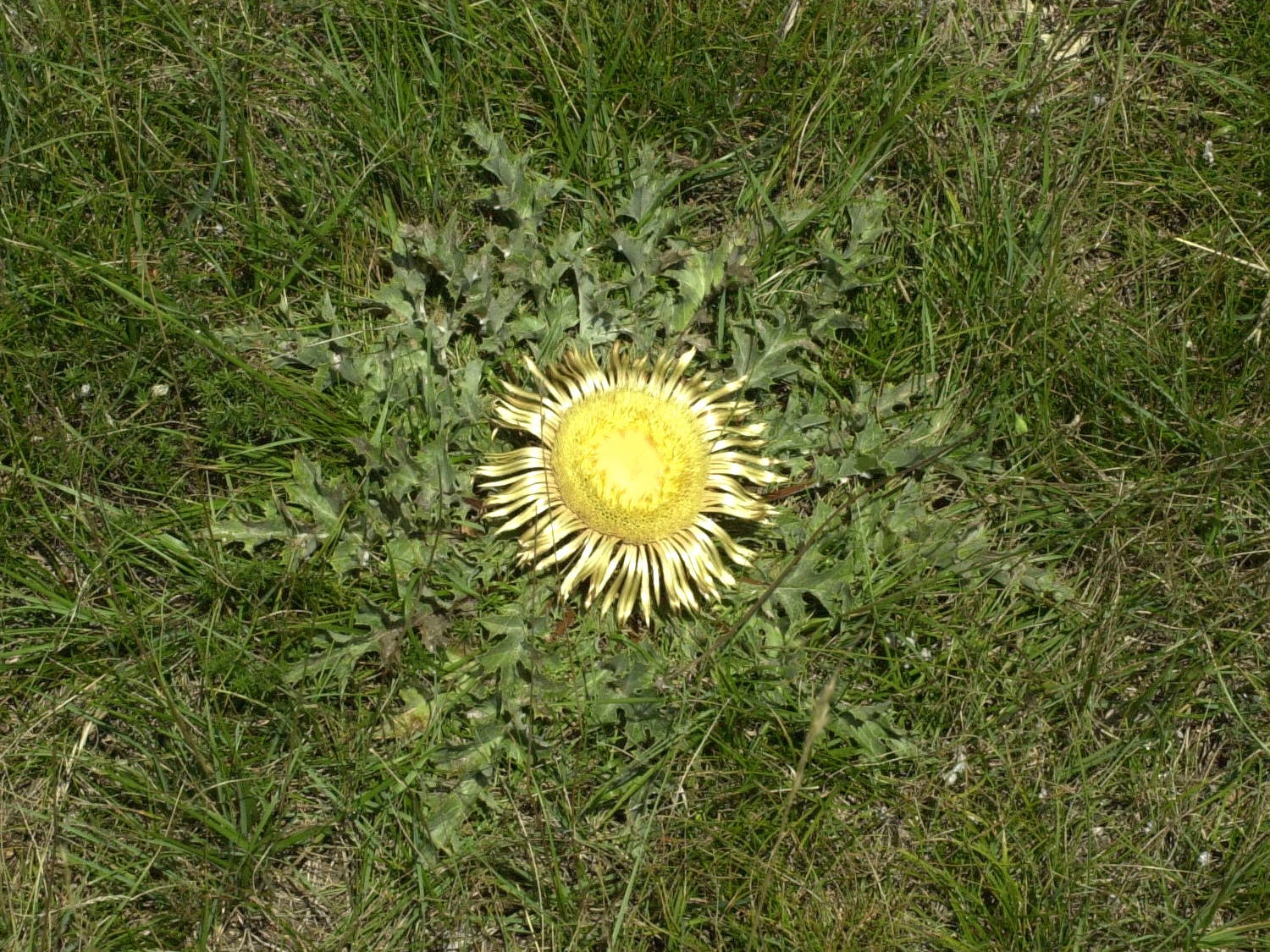 Afficher le média carlina_acanthifolia1md carlina_acanthifolia1md