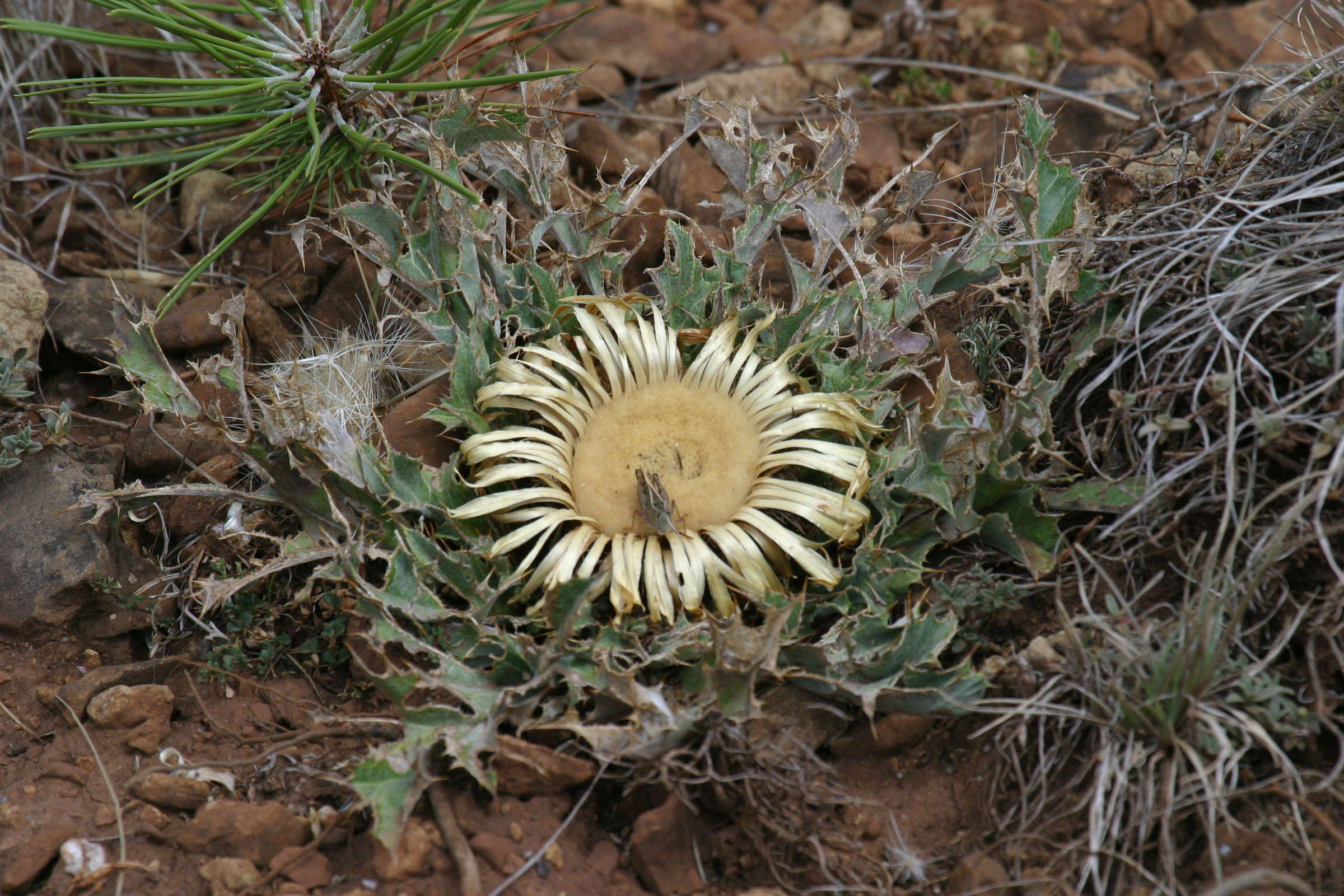 Afficher le média carlina_acanthifolia2bd carlina_acanthifolia2bd