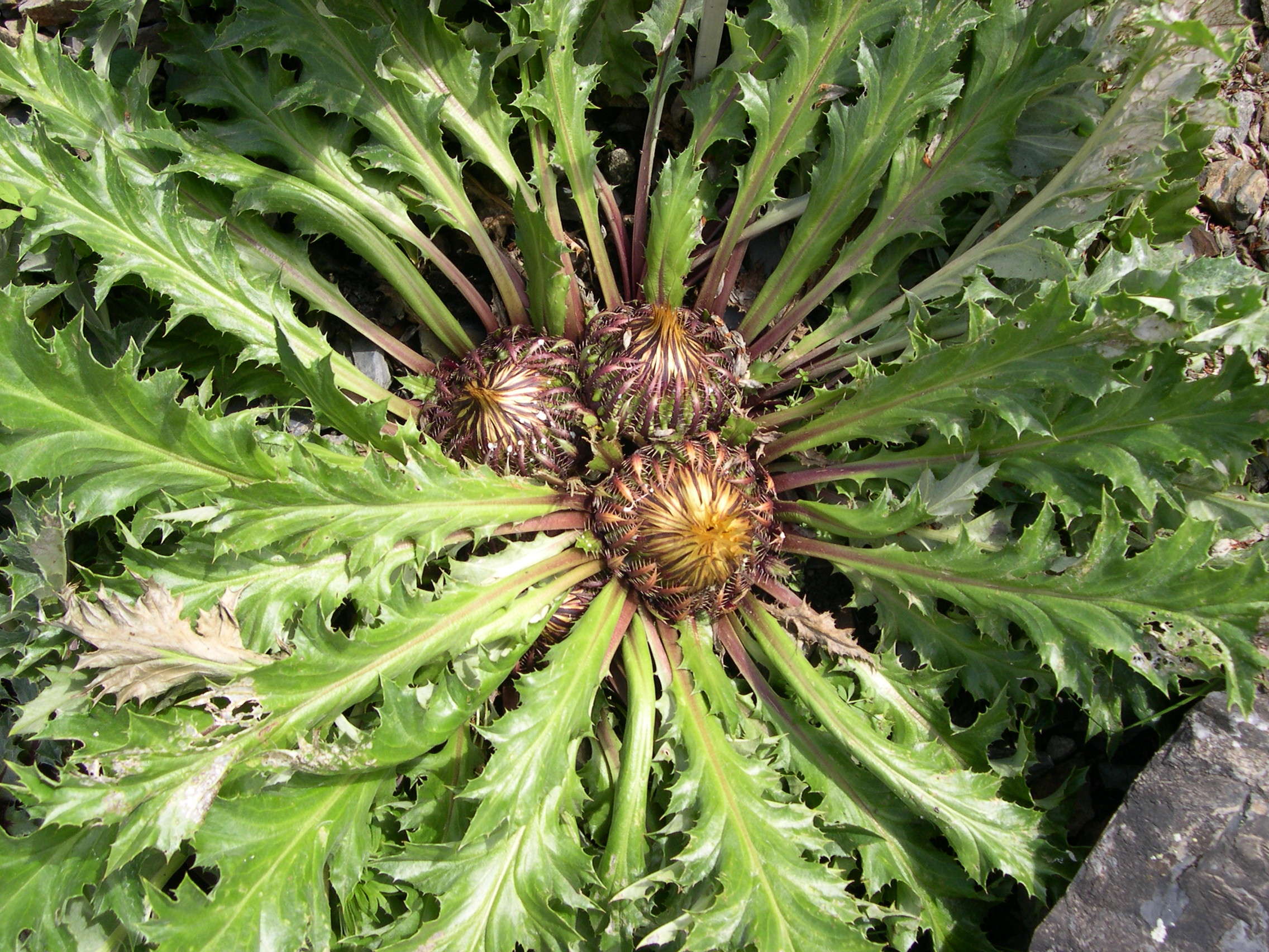 Afficher le média carlina_acanthifolia3md carlina_acanthifolia3md