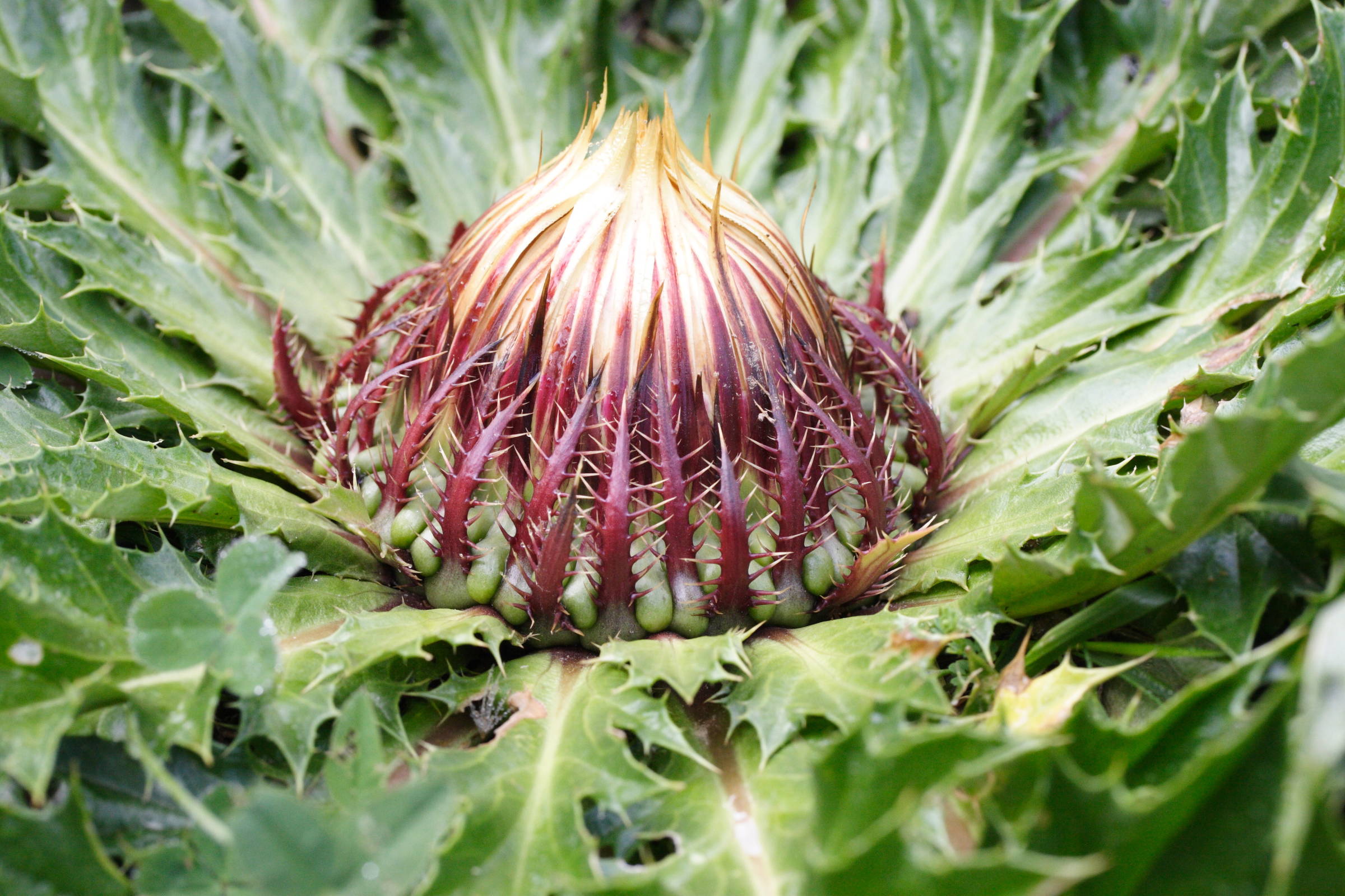 Afficher le média carlina_acanthifolia4md carlina_acanthifolia4md